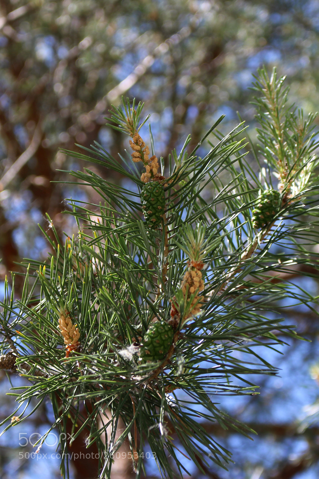 Canon EOS 700D (EOS Rebel T5i / EOS Kiss X7i) sample photo. Green pine cones photography