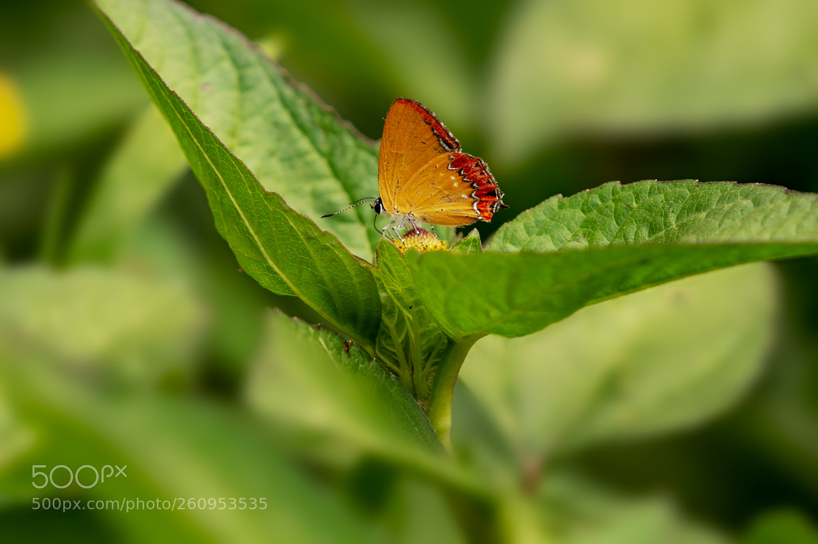 Nikon D3200 sample photo. Brown hairsteak butterfly photography