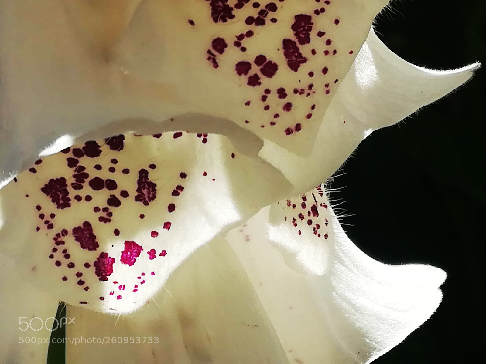 HUAWEI P10 lite sample photo. White foxglove flower photography