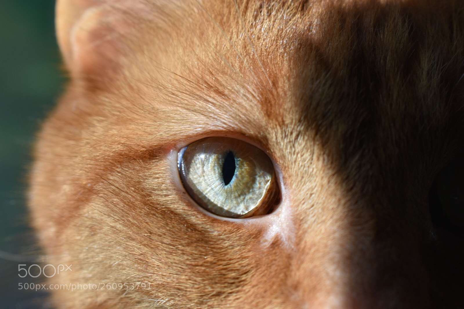 Nikon D3400 sample photo. Wild photography