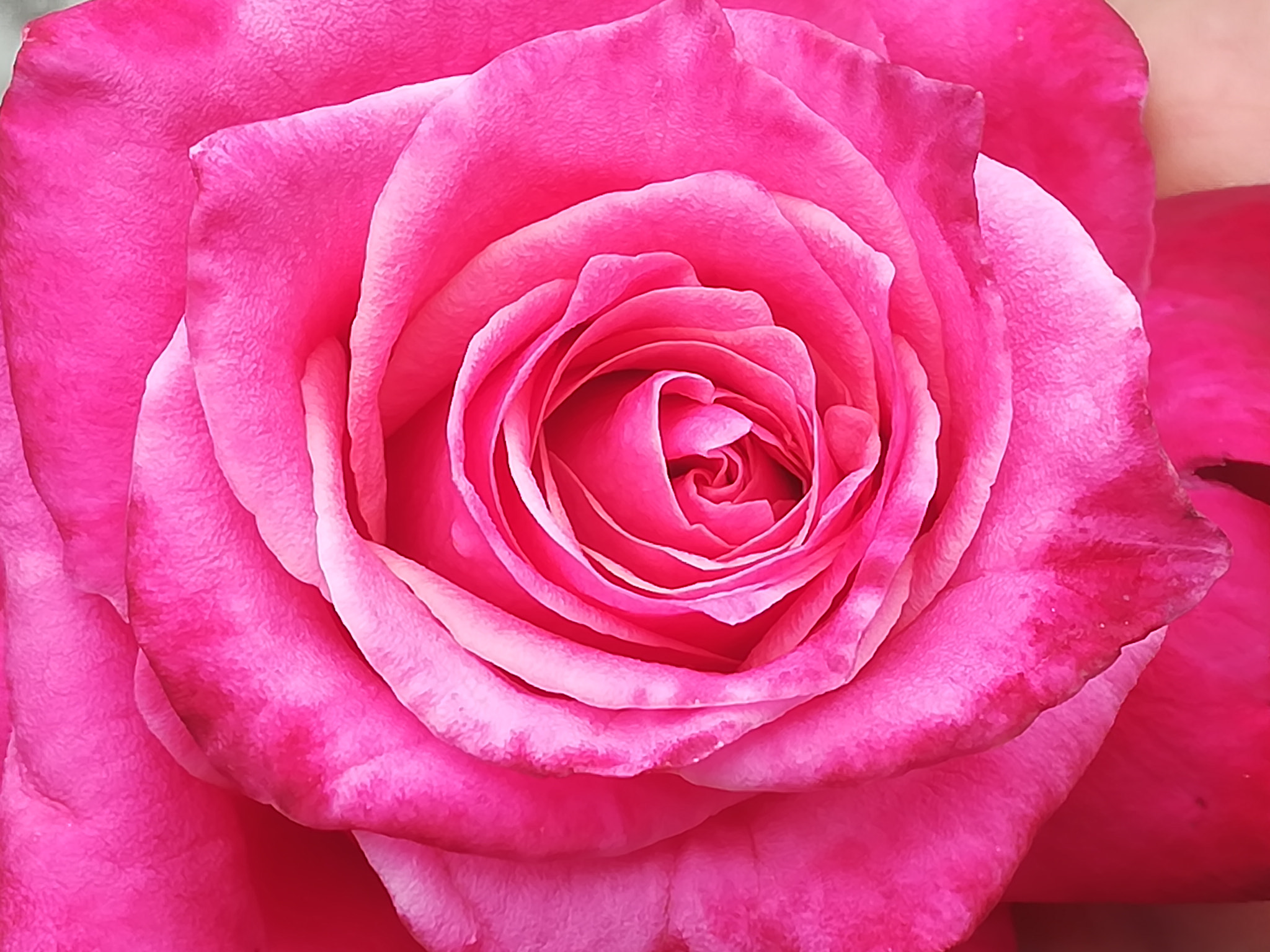 HUAWEI honor 6x sample photo. Rose photography