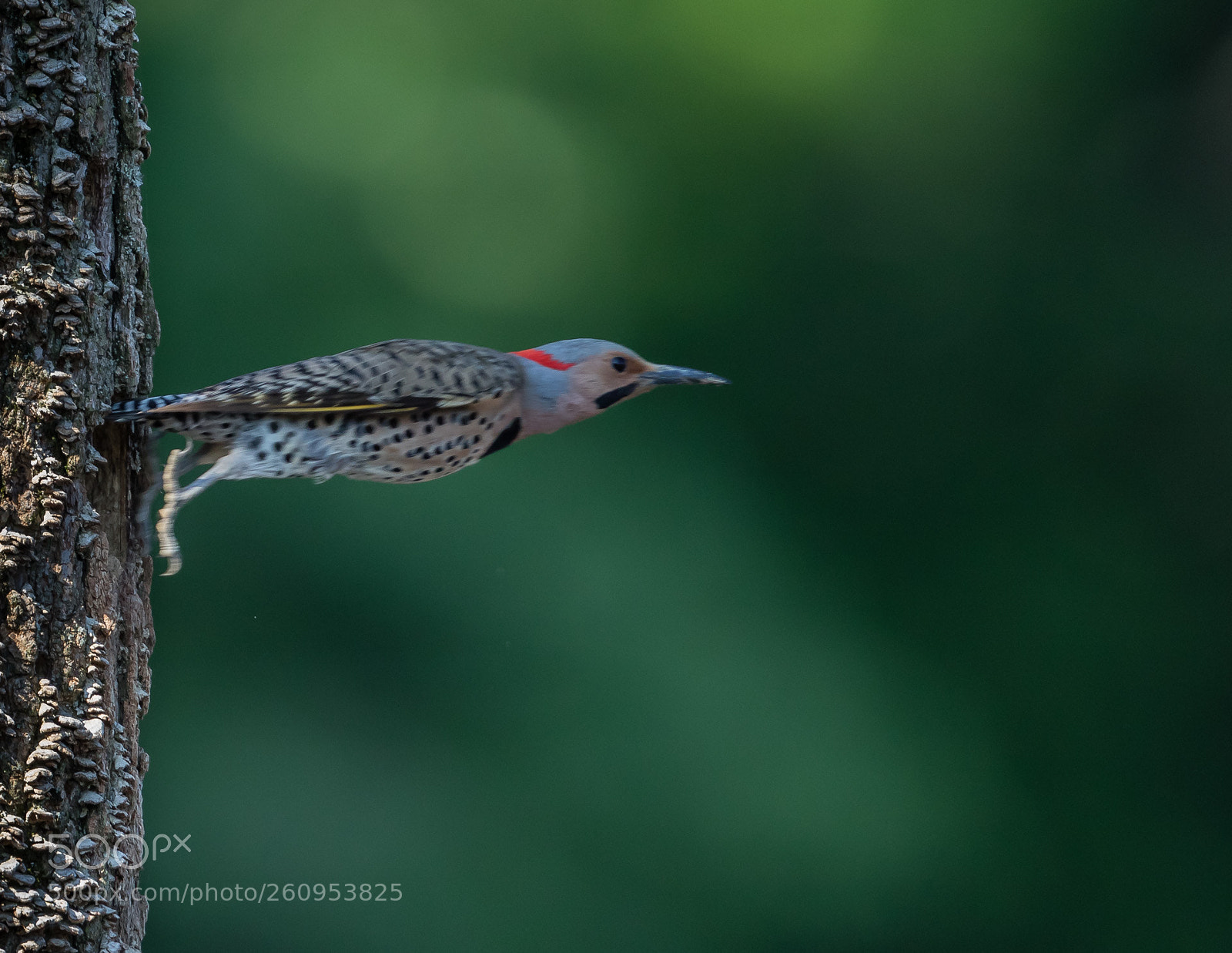 Canon EOS 7D Mark II sample photo. Taking off photography