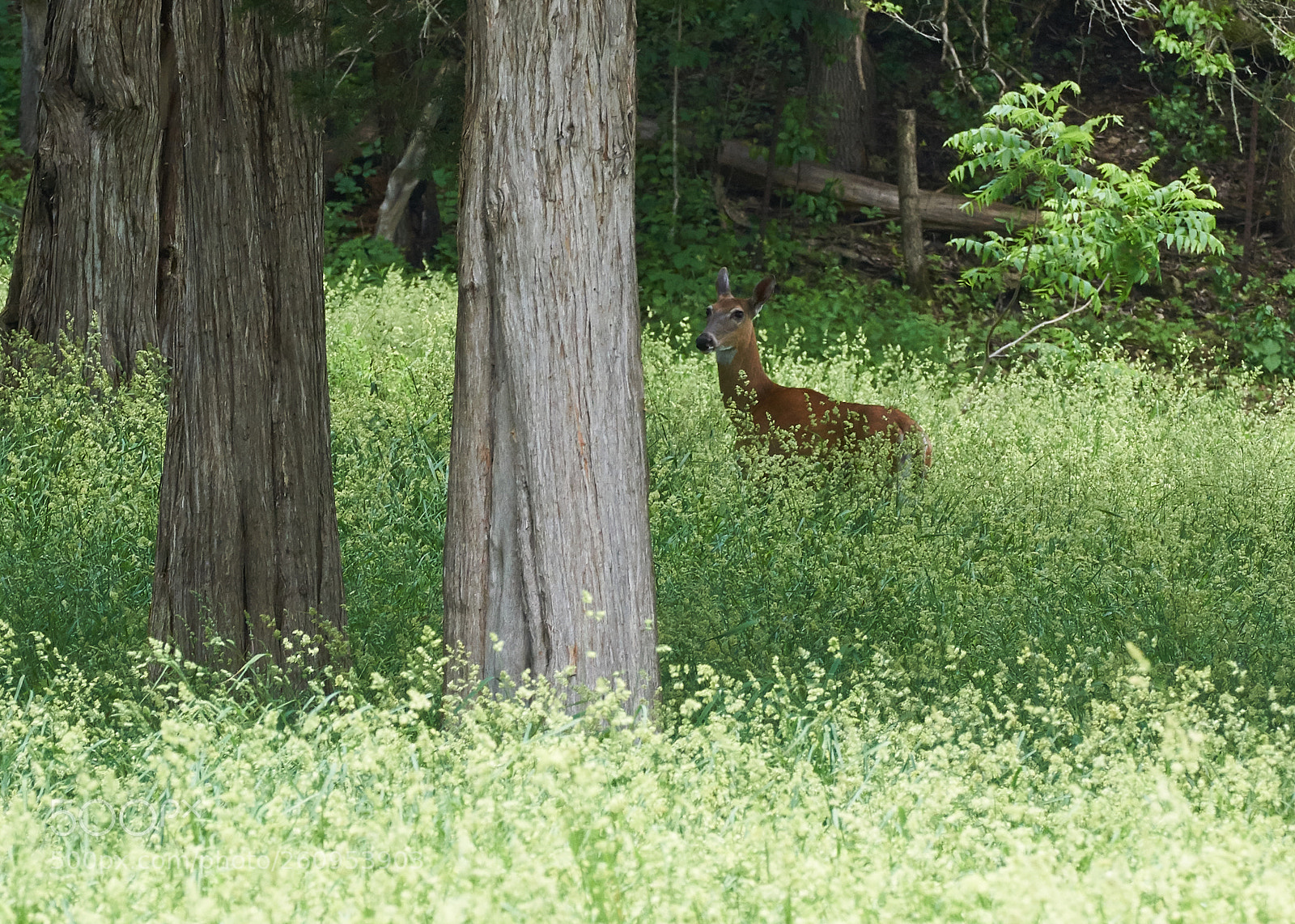 Sony a6000 sample photo. Doe standing in the photography