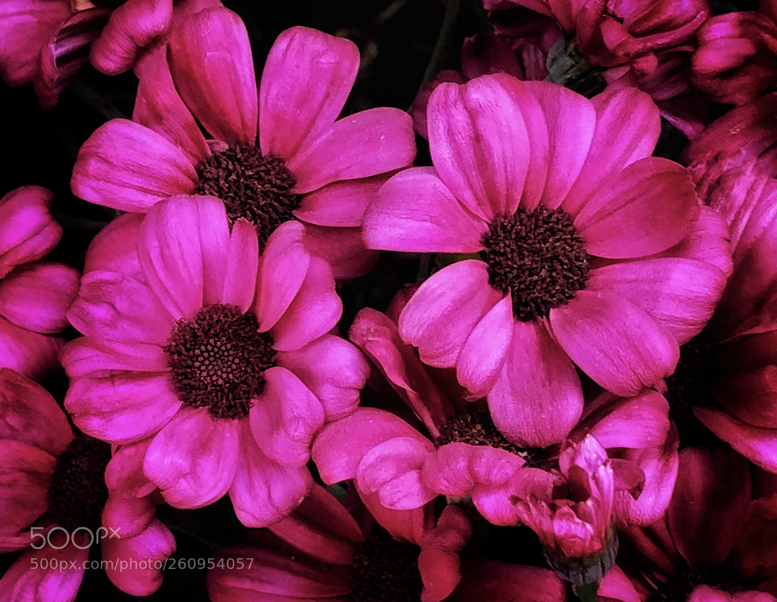 Apple iPhone X sample photo. Violet daisies, butchart gardens photography
