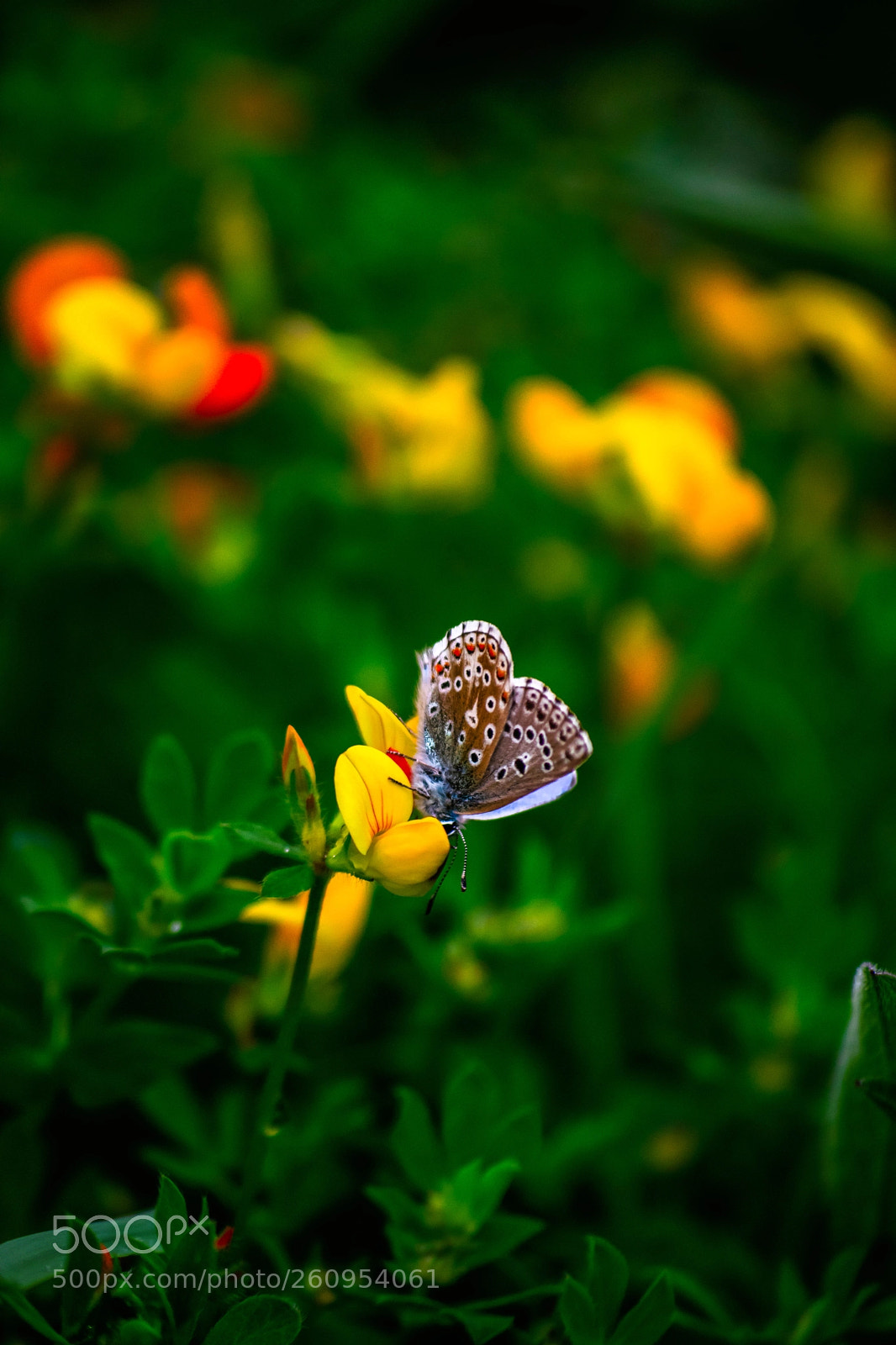 Nikon D5300 sample photo. Hungry butterfly photography