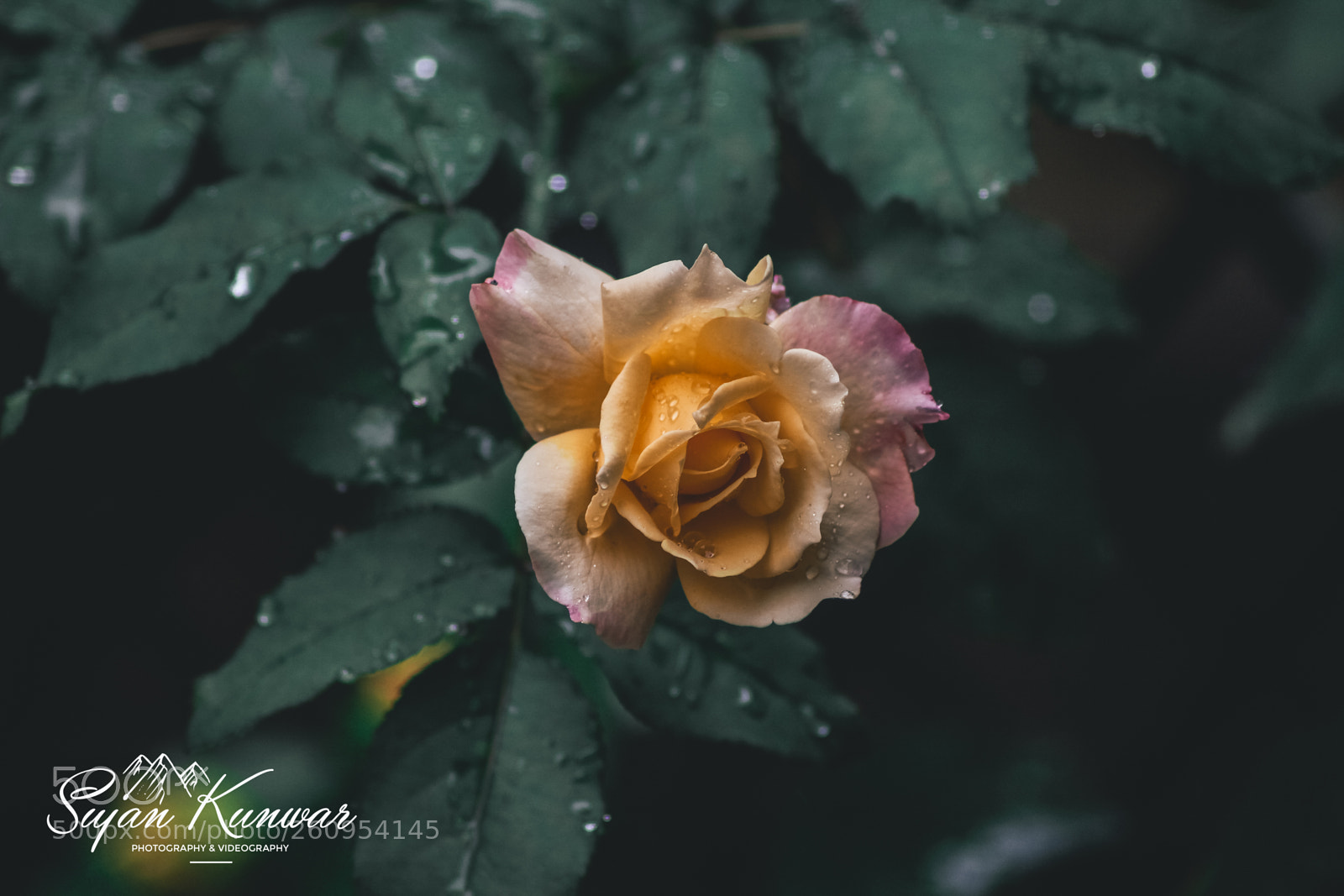 Canon EOS 650D (EOS Rebel T4i / EOS Kiss X6i) sample photo. Rose photography