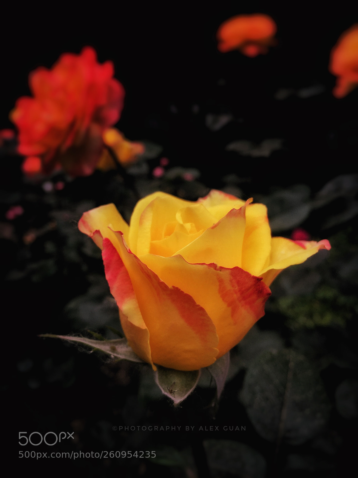 Apple iPhone 6 Plus sample photo. Yellow rose ii photography