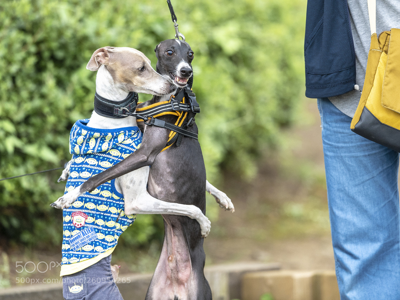 Nikon D5 sample photo. Lovely dogs photography