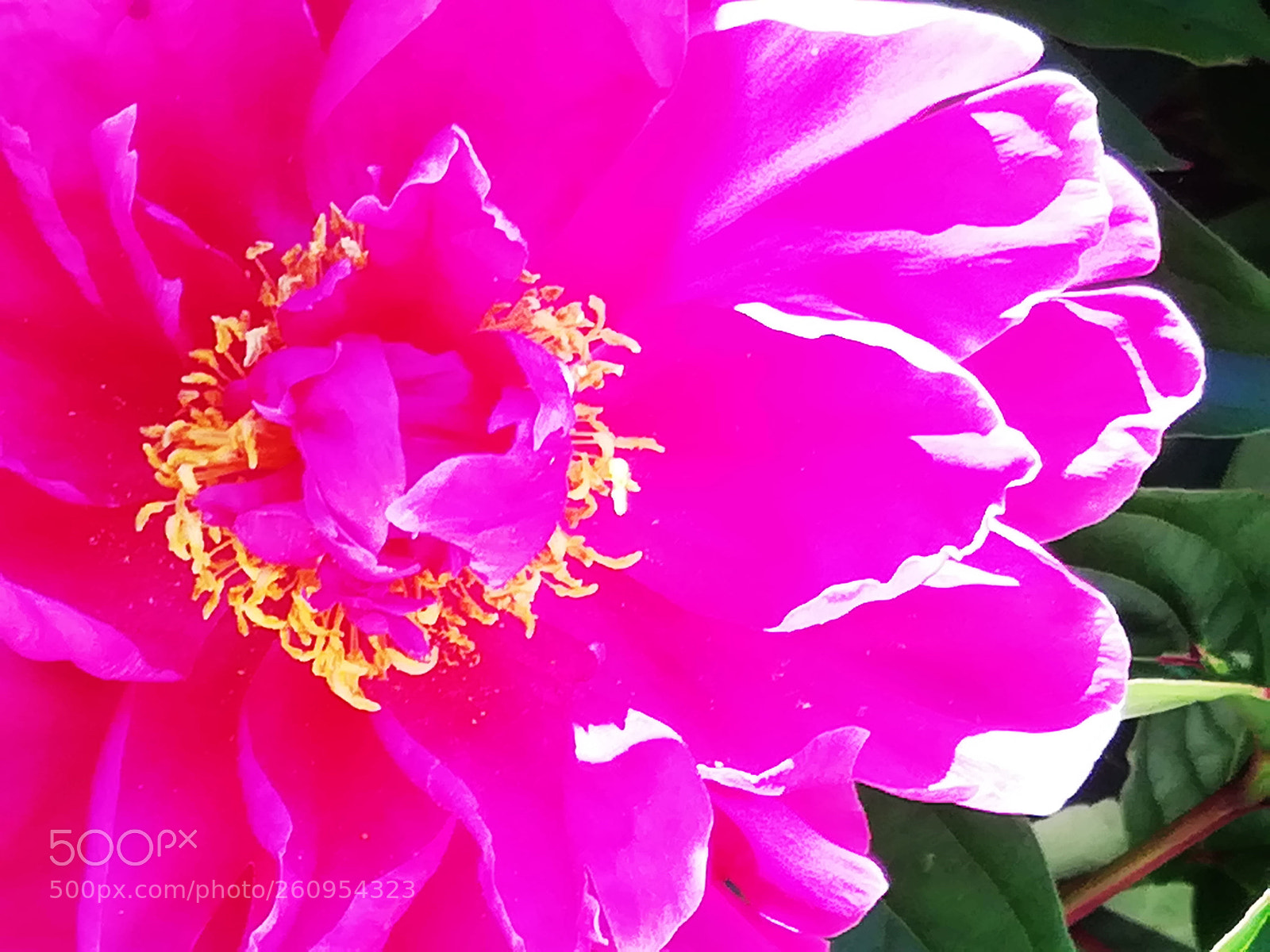 HUAWEI P10 lite sample photo. Paeonia pink flower photography