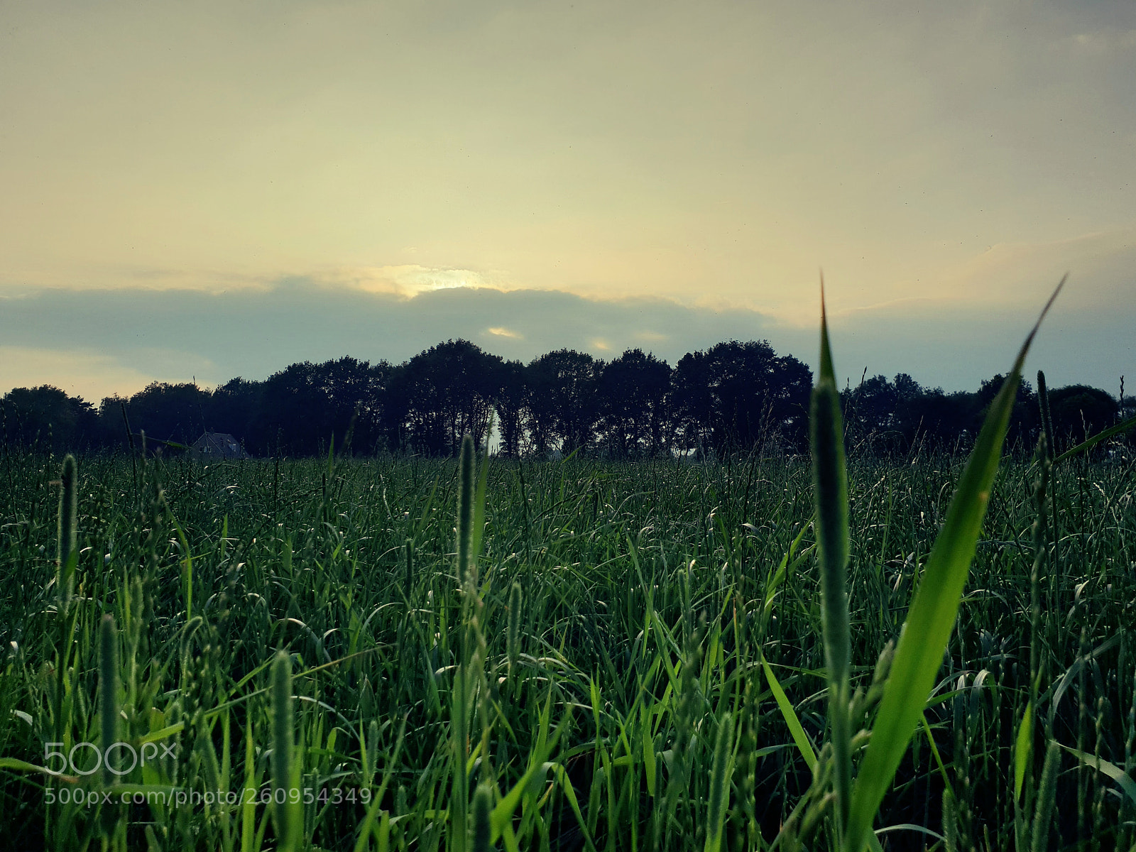 Samsung Galaxy S9 sample photo. Grass photography