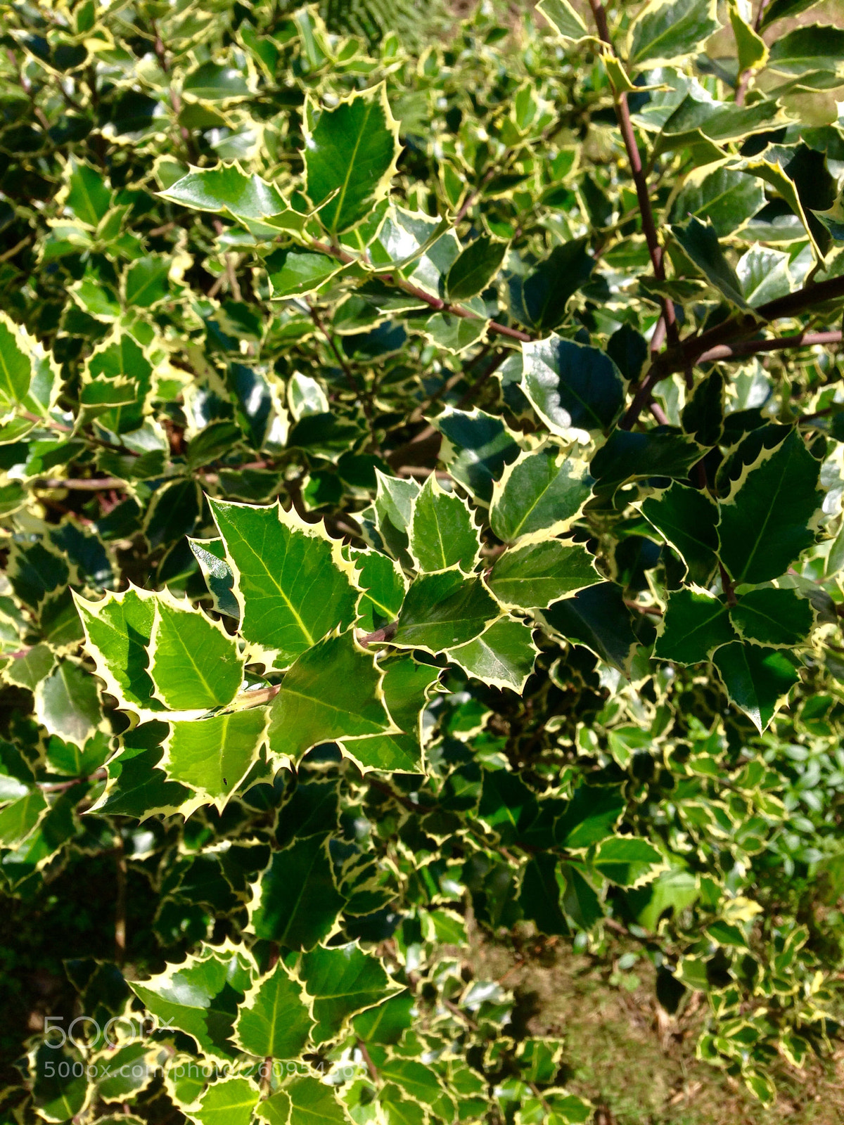 Apple iPhone 5 sample photo. Extrem light 2 mahonia sp. photography