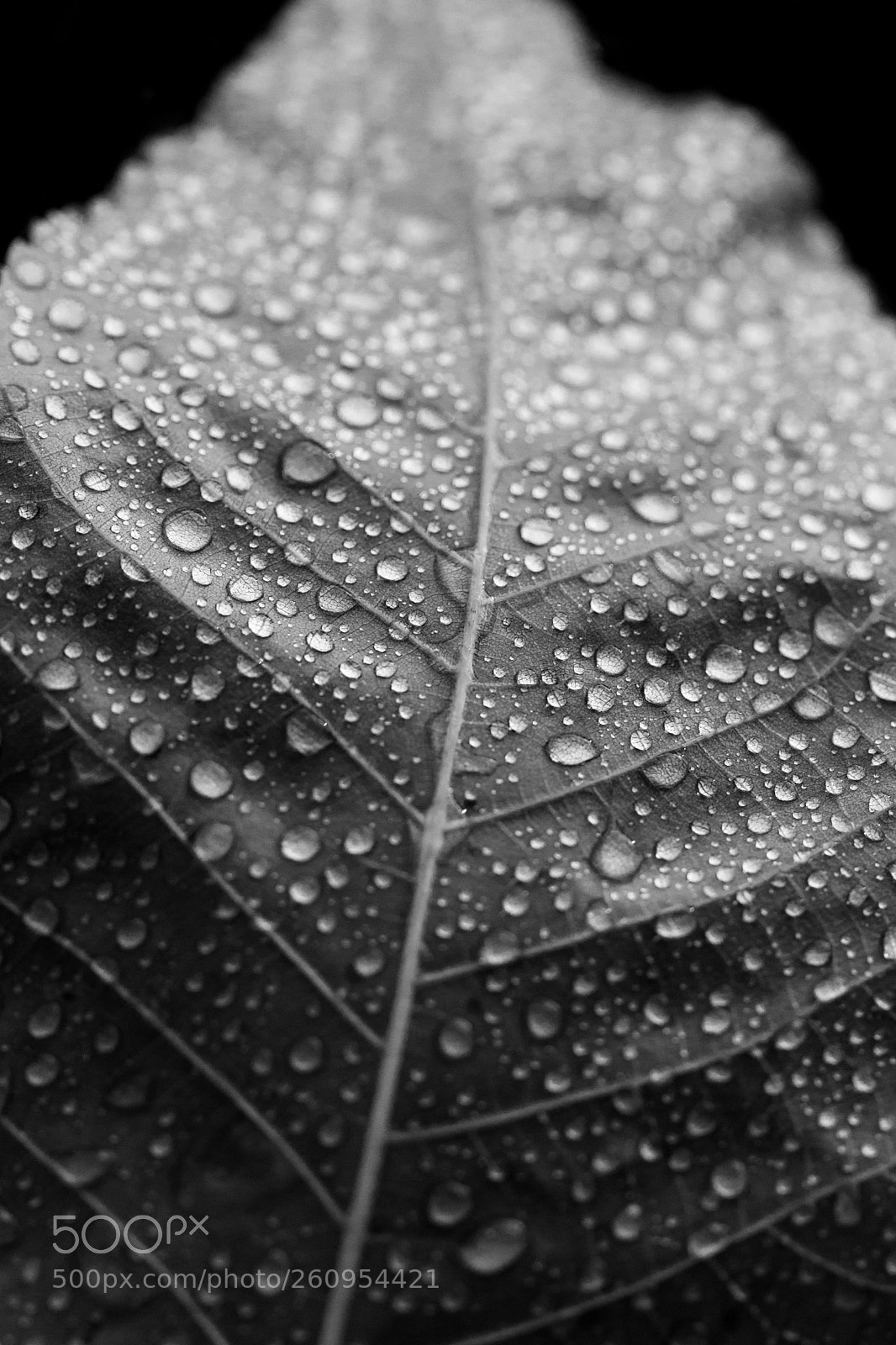 Canon EOS 60D sample photo. Leaf photography