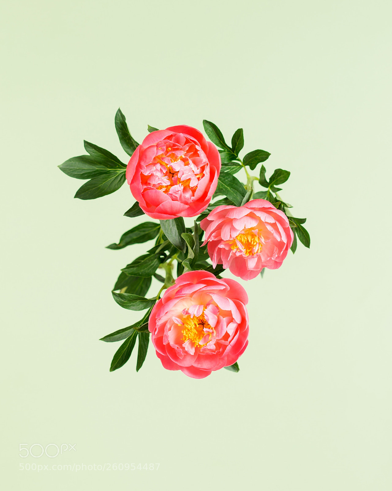 Canon EOS 6D sample photo. Shape of flowers #02 photography