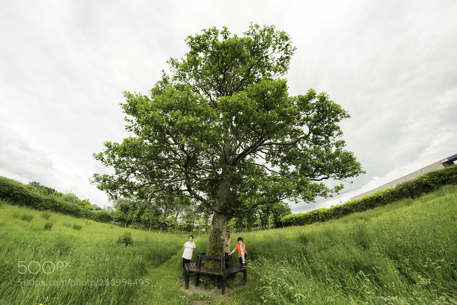 Nikon D810 sample photo. Big tree growing in photography