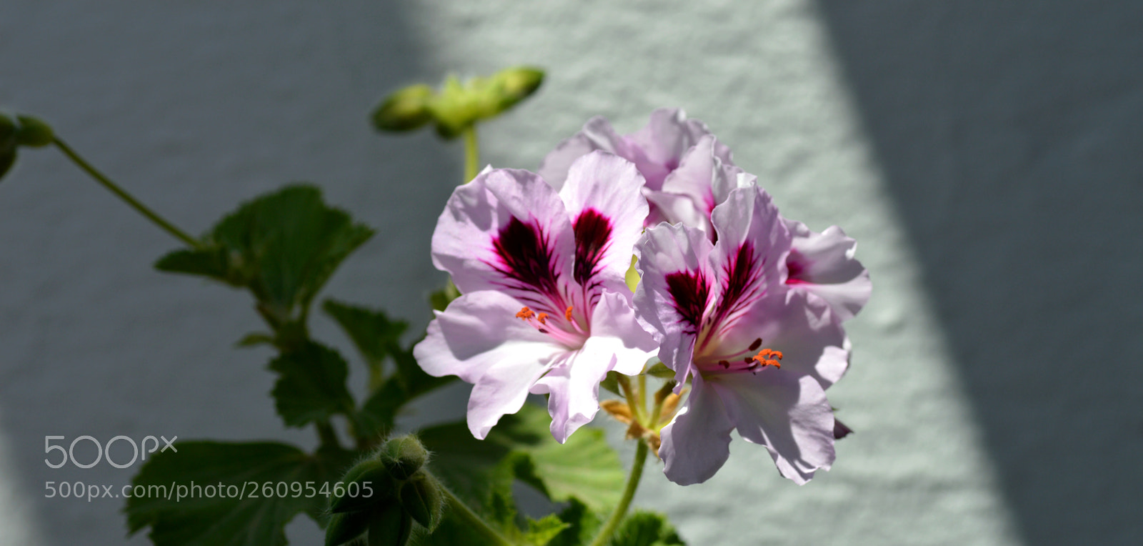 Nikon D3200 sample photo. Rayos  de  luz photography
