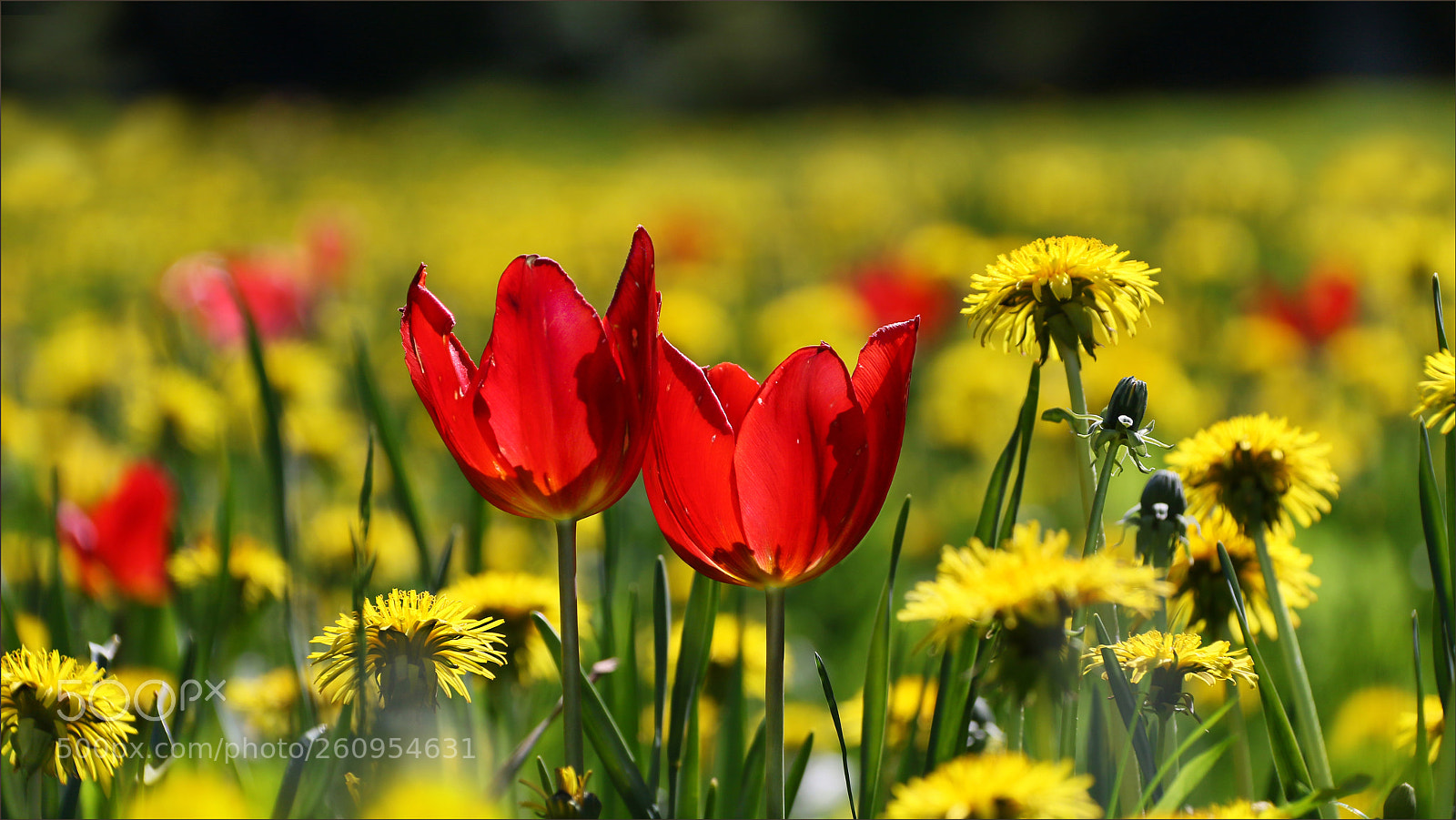 Canon EOS 7D Mark II sample photo. Summery flower meadow. photography