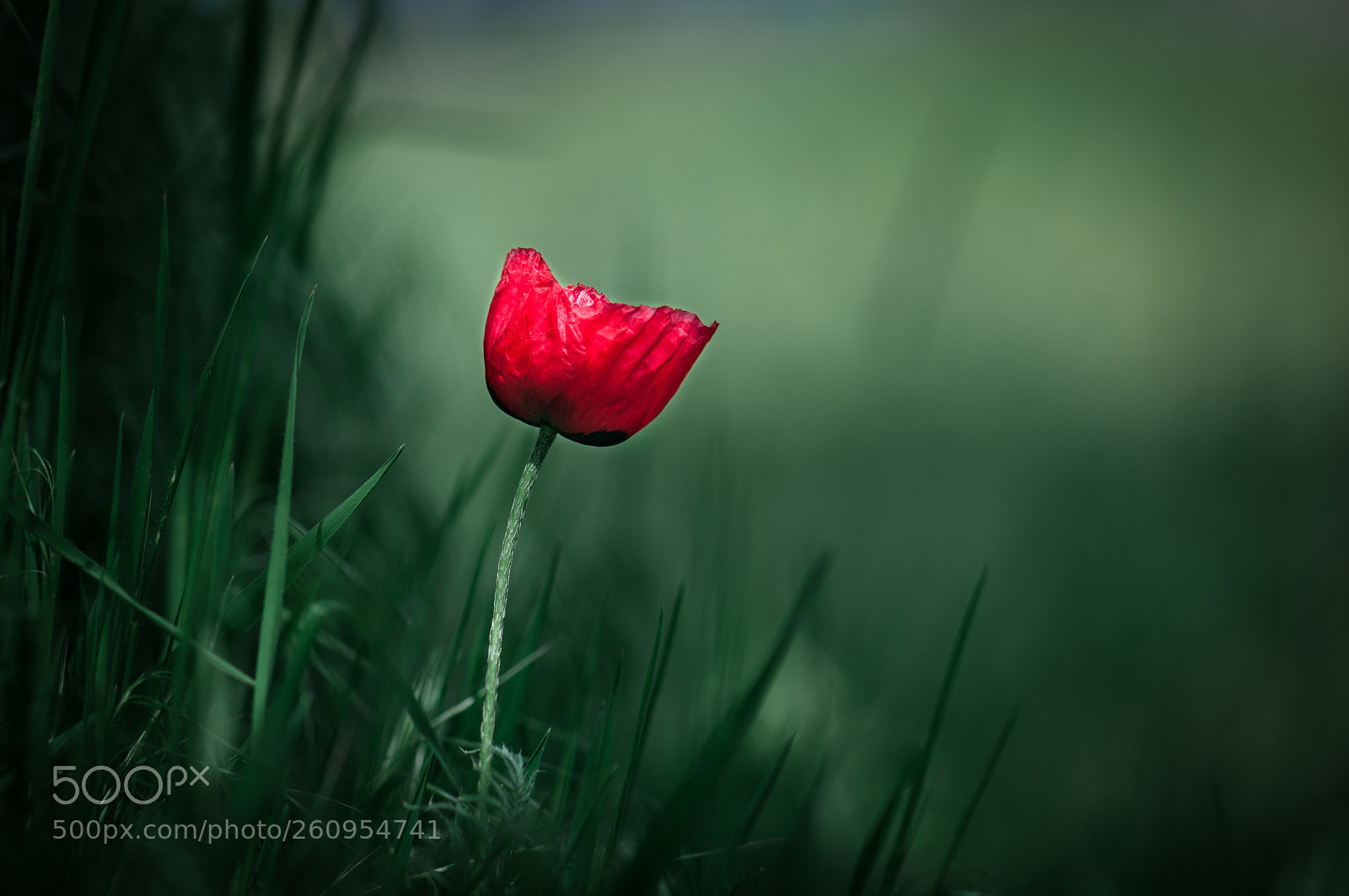 Nikon D90 sample photo. Poppy photography