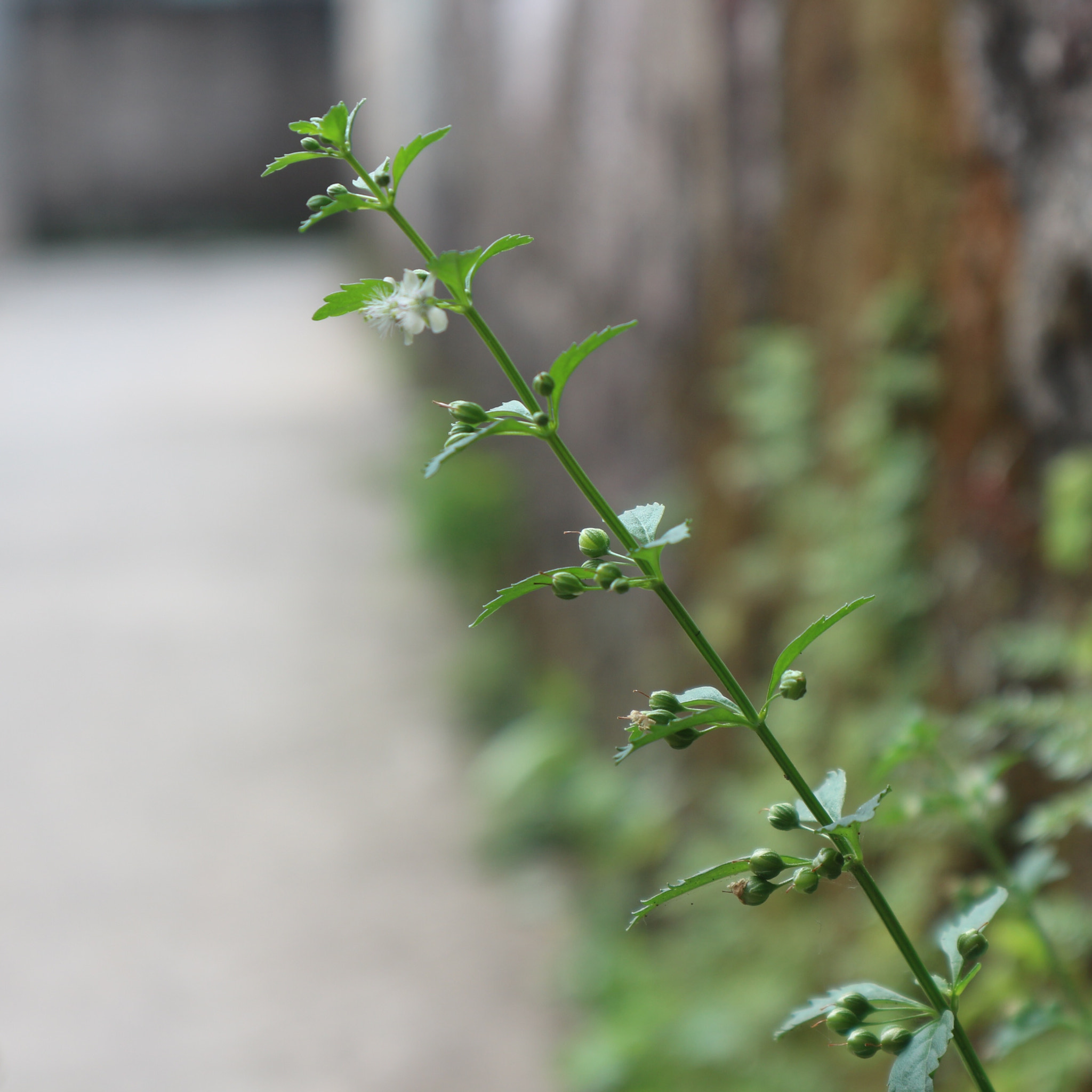 Canon EOS M10 sample photo. Still life photography