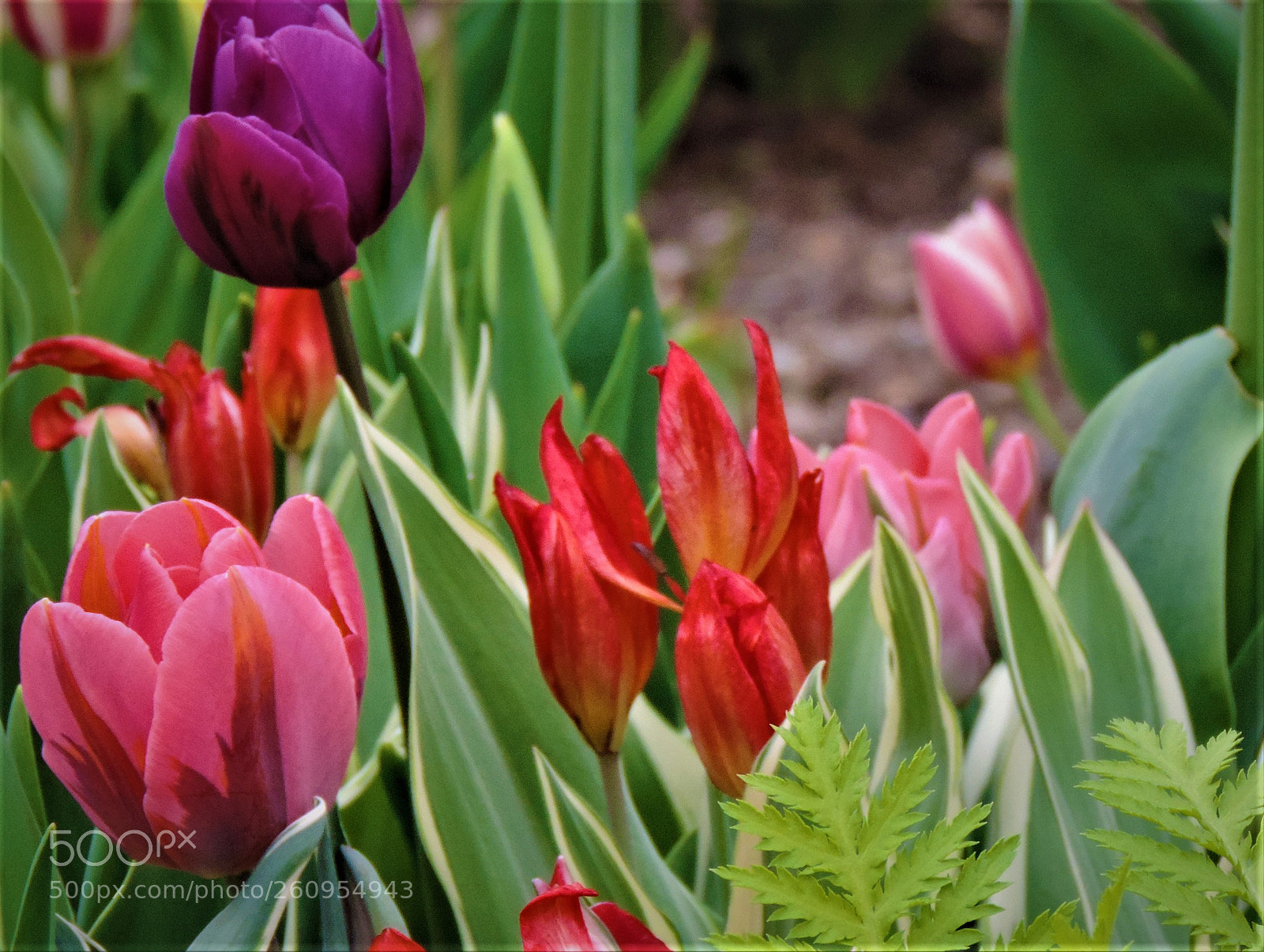 Nikon Coolpix P520 sample photo. Spring photography