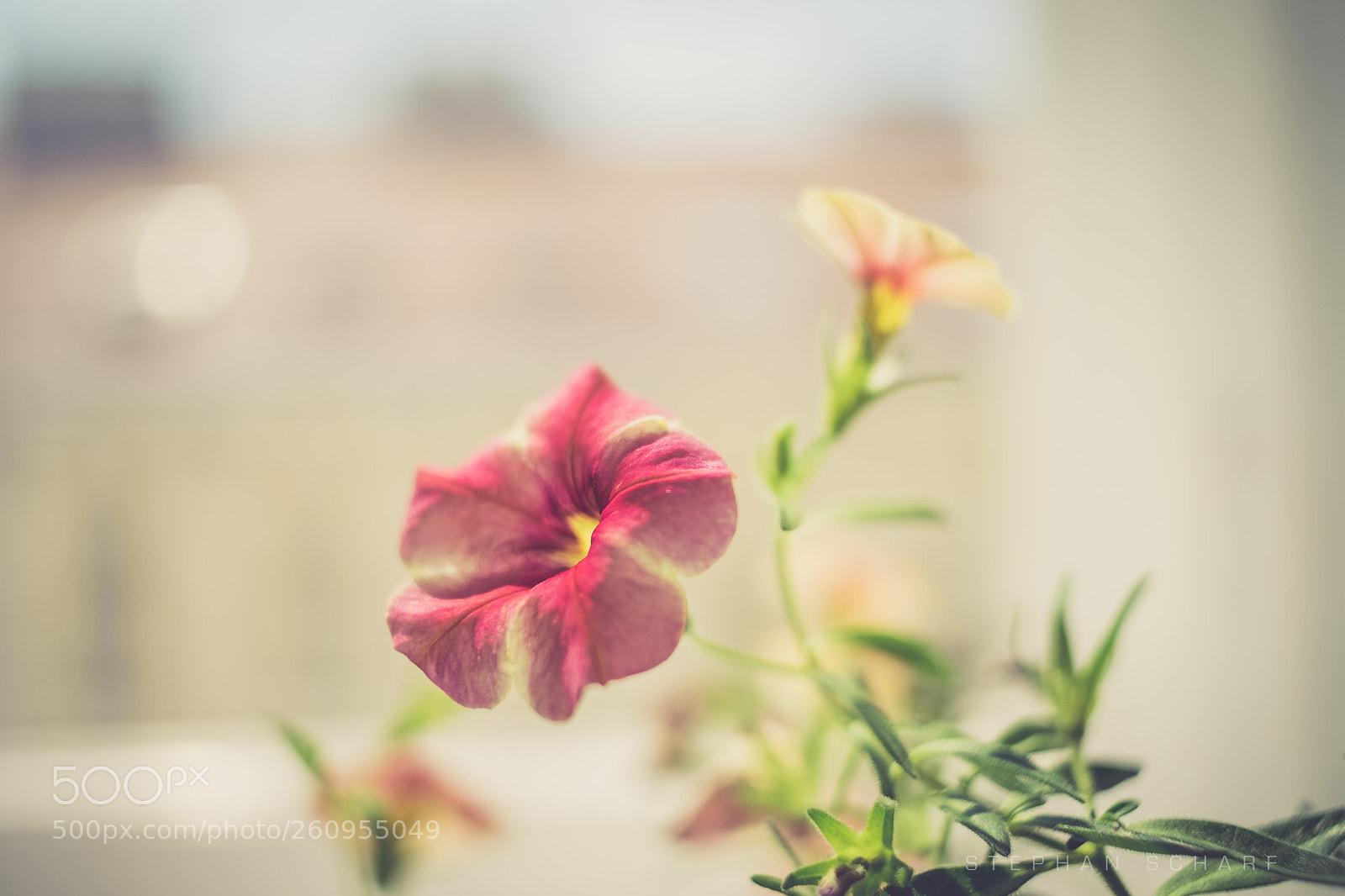 Fujifilm X-T10 sample photo. Untitled photography
