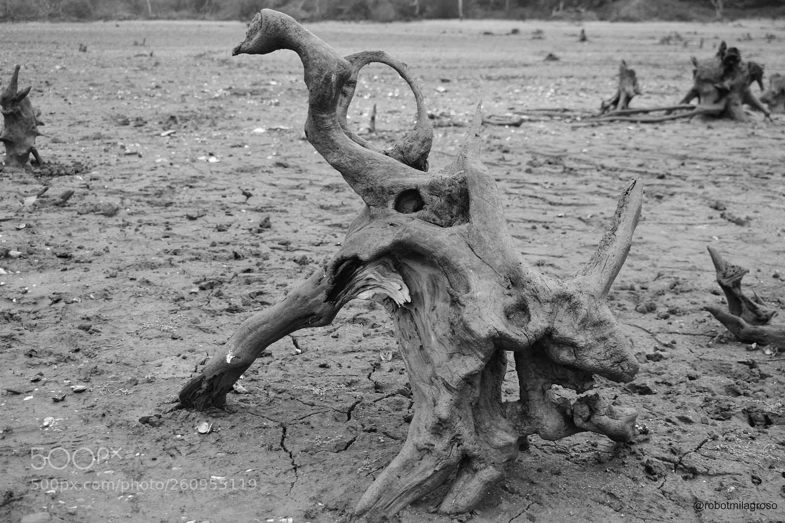 Nikon D5300 sample photo. Dino wood photography