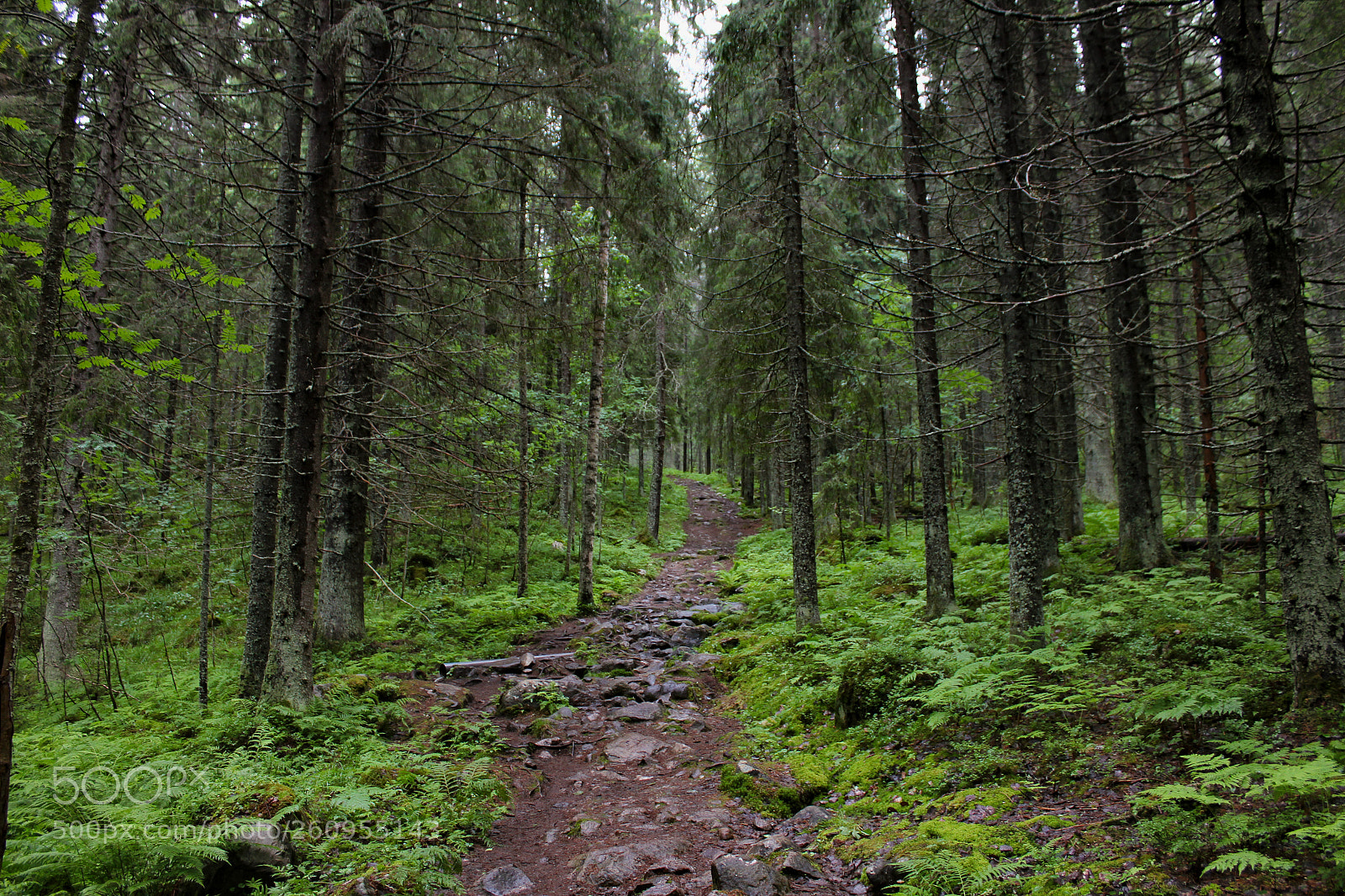 Canon EOS 550D (EOS Rebel T2i / EOS Kiss X4) sample photo. It's dangerous to go photography