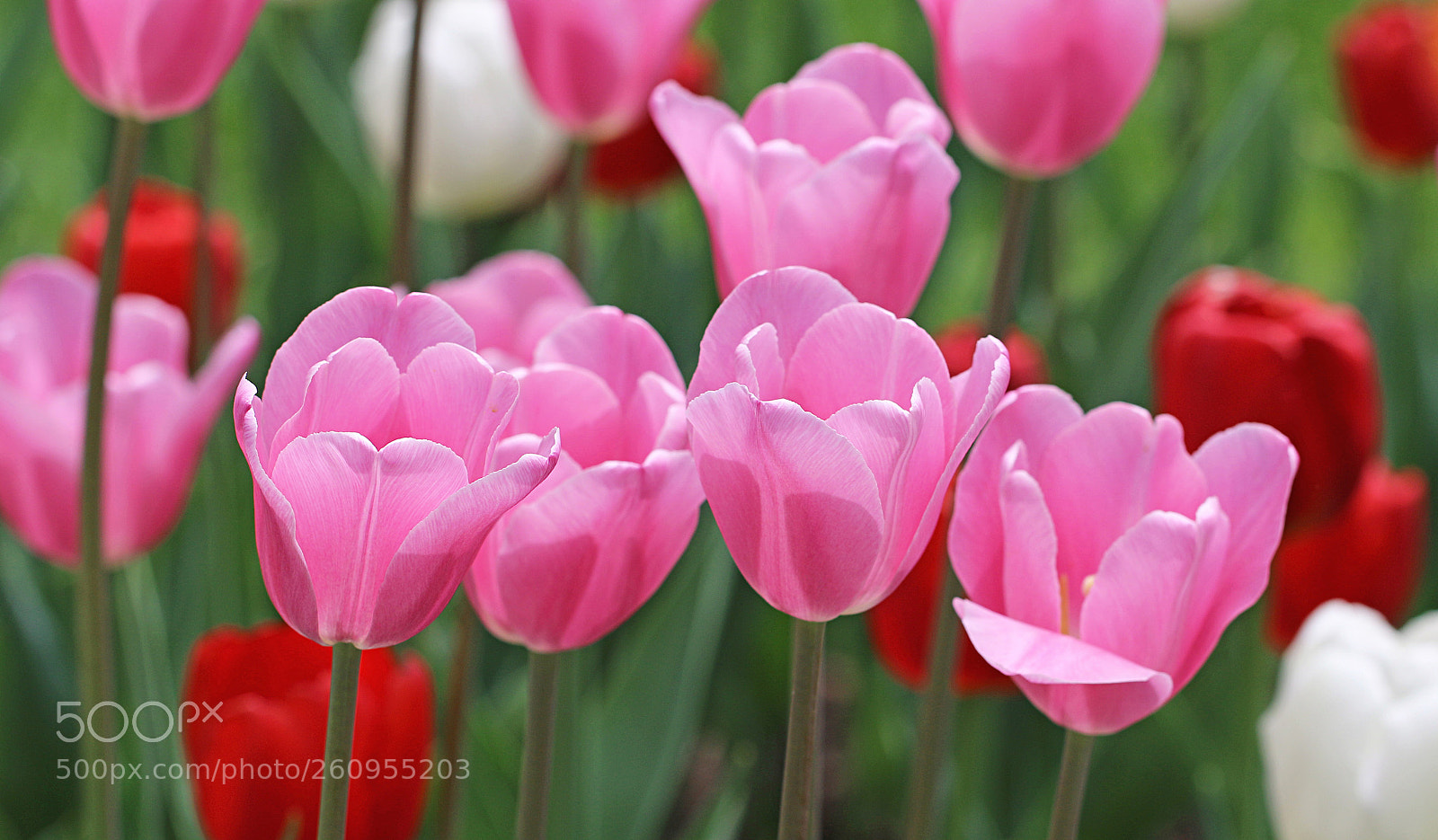 Canon EOS 70D sample photo. Ladies in pink photography