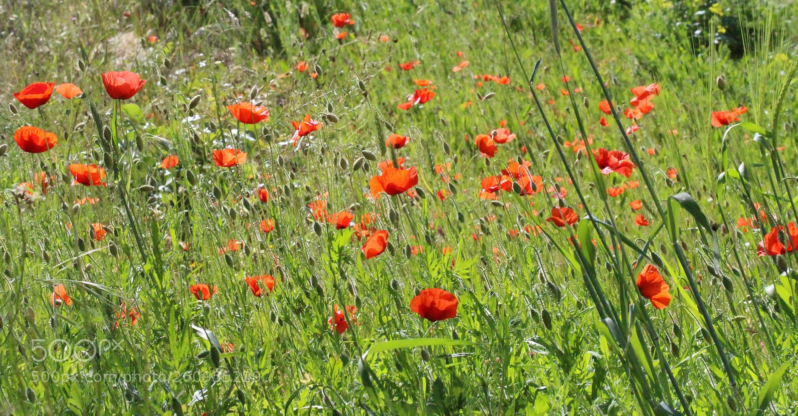 Canon EOS 700D (EOS Rebel T5i / EOS Kiss X7i) sample photo. Nothing but the wind... photography