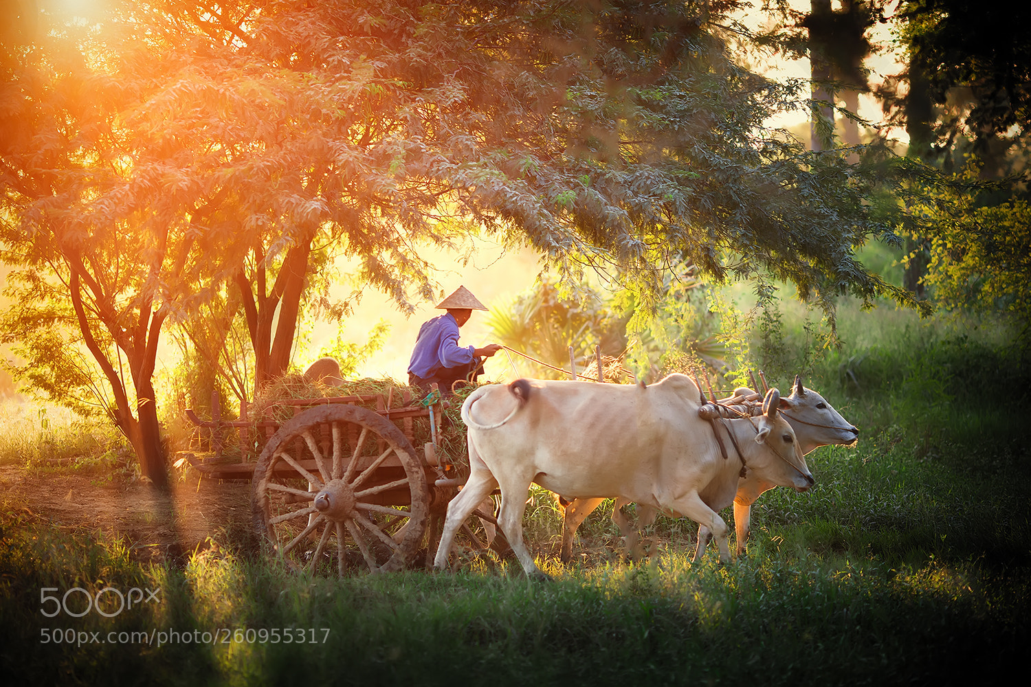 Canon EOS-1D X sample photo. Myanmar travel  .. photography