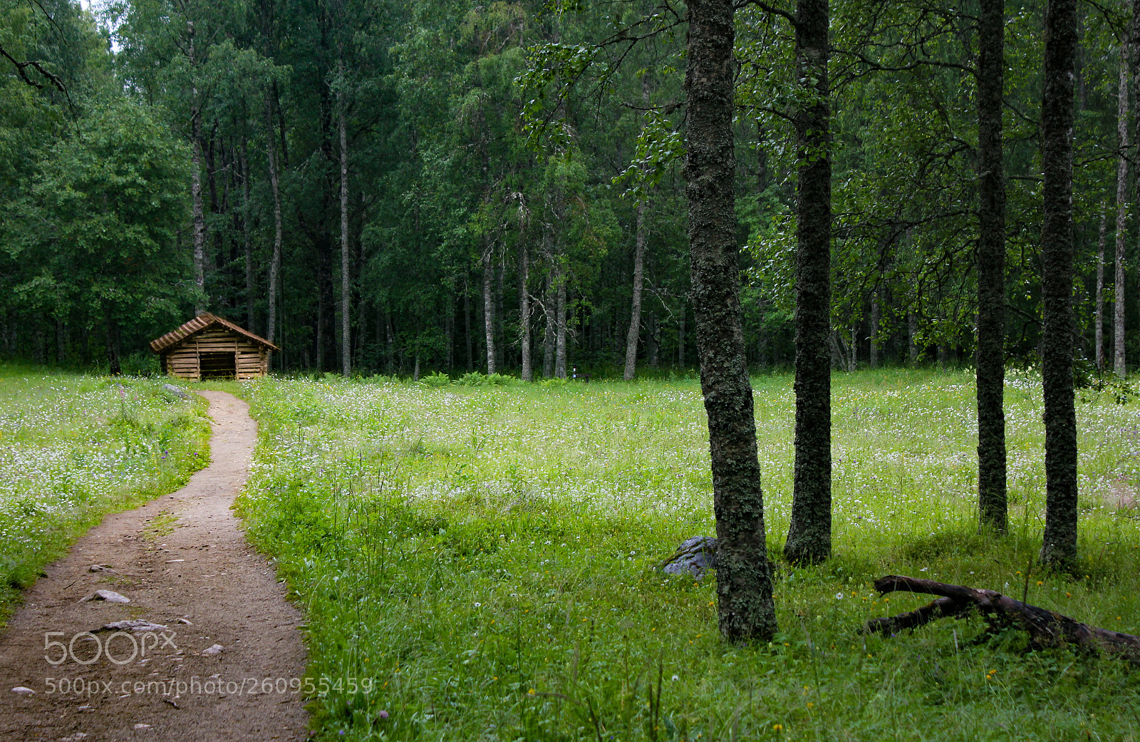 Canon EOS 550D (EOS Rebel T2i / EOS Kiss X4) sample photo. Finlande koli chemin vers photography