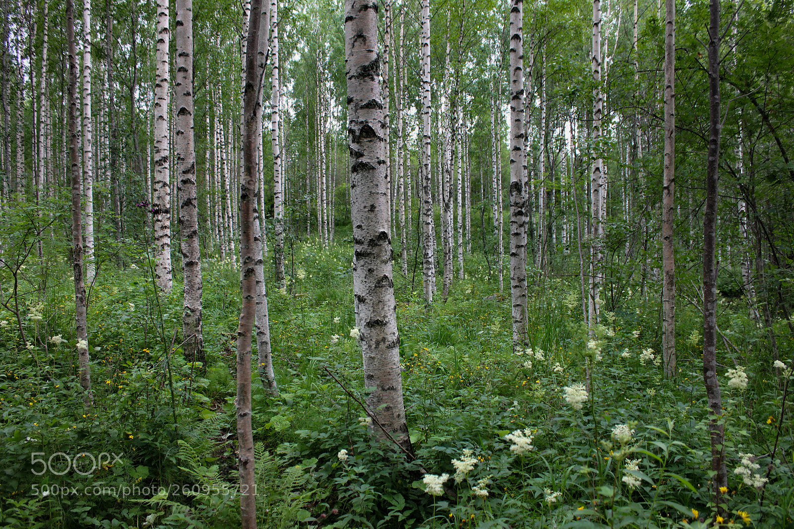 Canon EOS 550D (EOS Rebel T2i / EOS Kiss X4) sample photo. Birch forest photography
