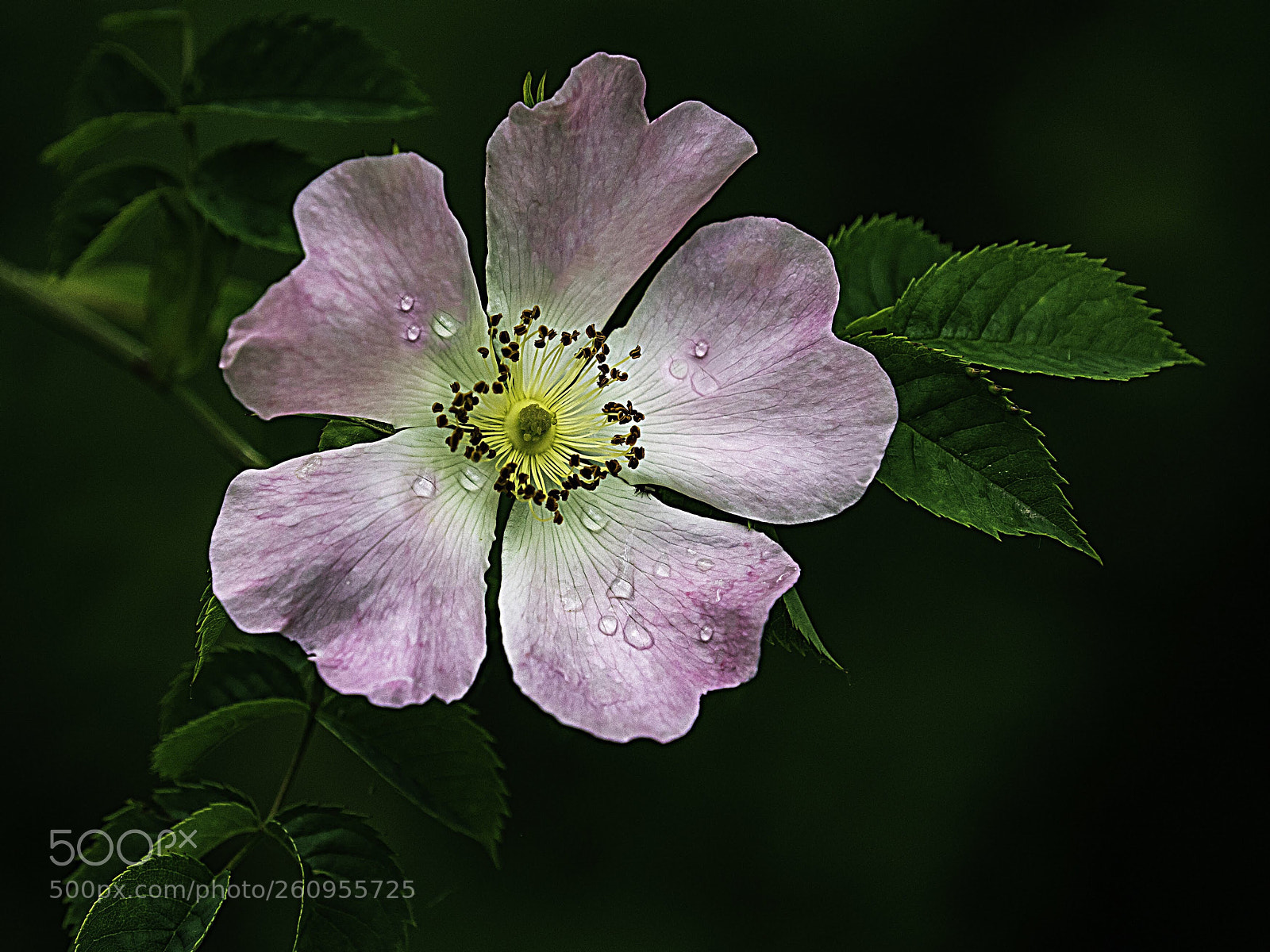 Olympus OM-D E-M5 II sample photo. Dog rose photography