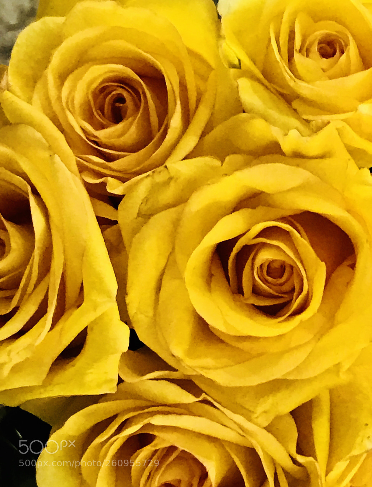 Apple iPhone 7 Plus sample photo. Yellow  photography