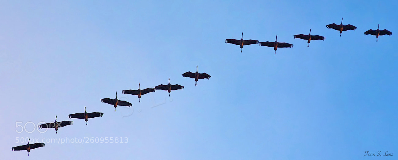 Canon EOS 650D (EOS Rebel T4i / EOS Kiss X6i) sample photo. Flight of the cranes photography