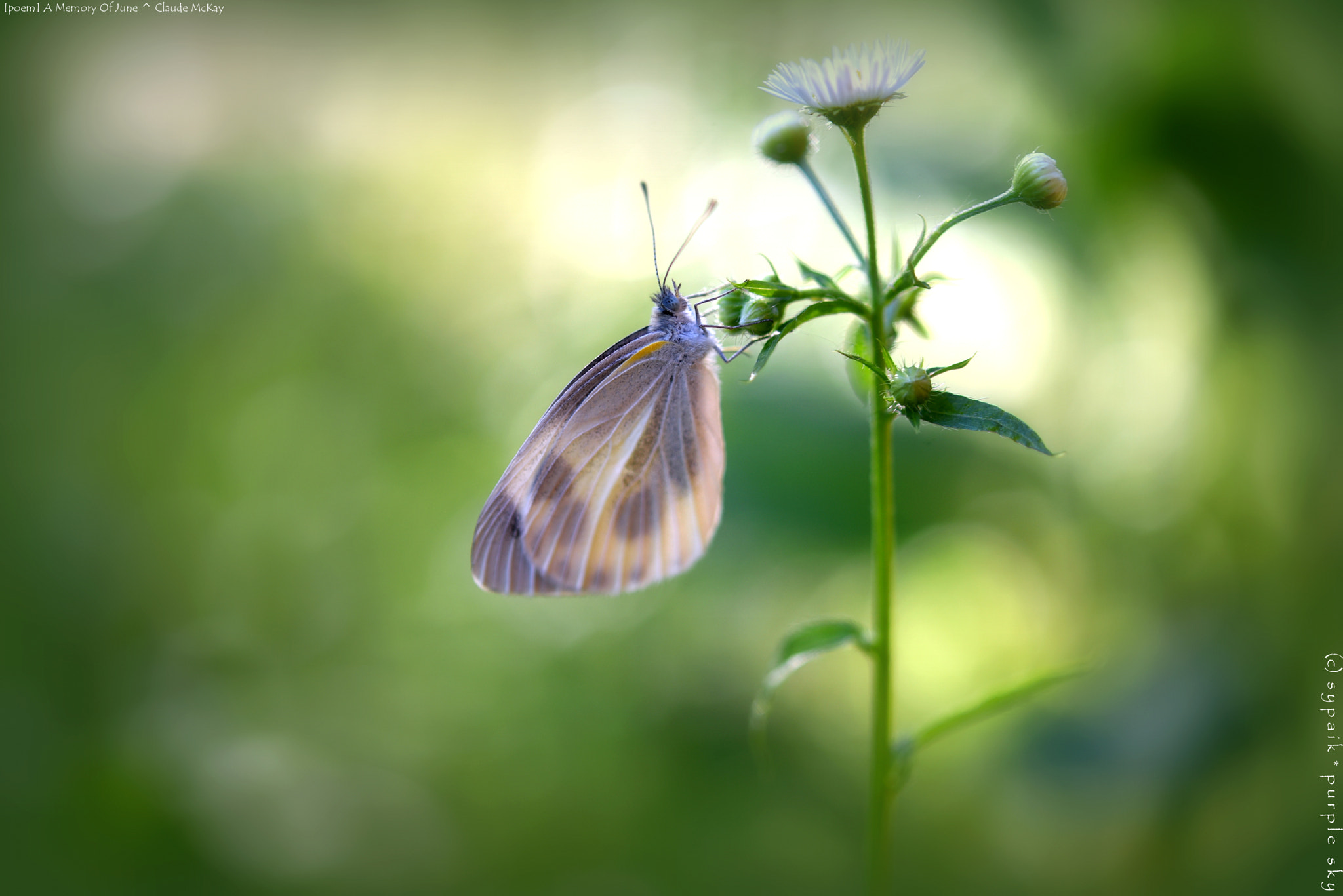 Nikon D750 + Nikon AF-S Micro-Nikkor 60mm F2.8G ED sample photo. A memory of june ** photography