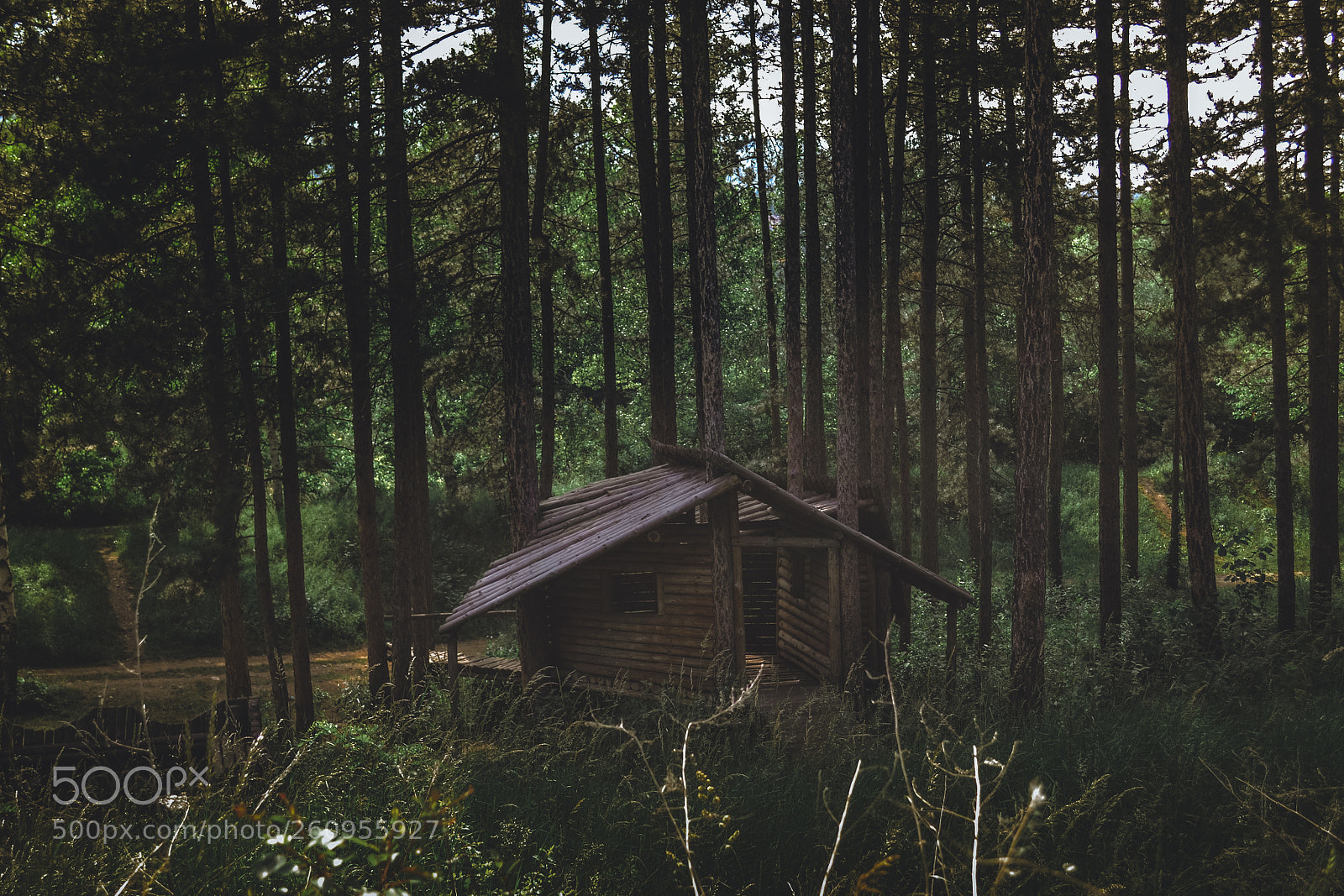 Nikon D3100 sample photo. Forest photography