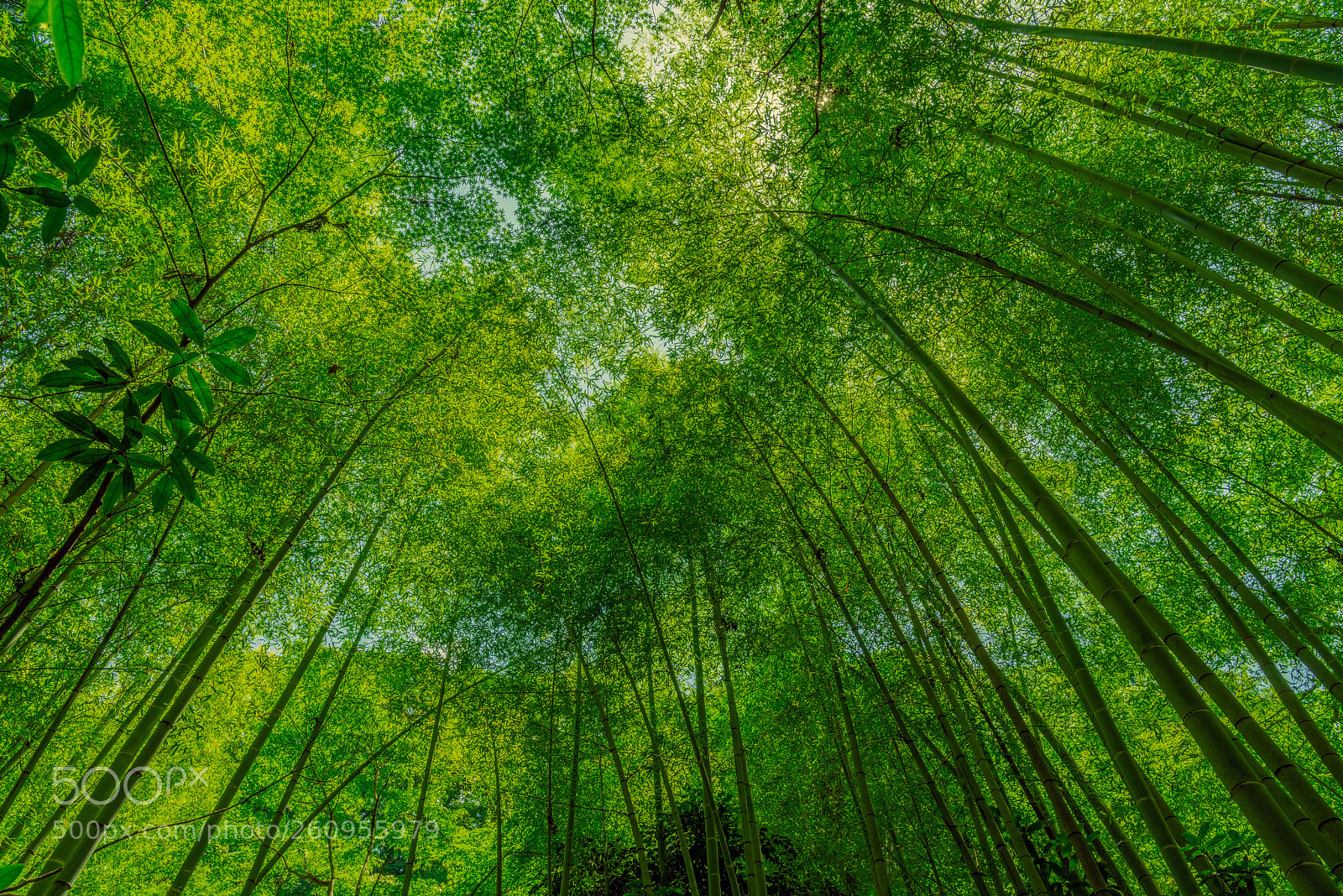 Nikon D810 sample photo. Bamboo grove photography