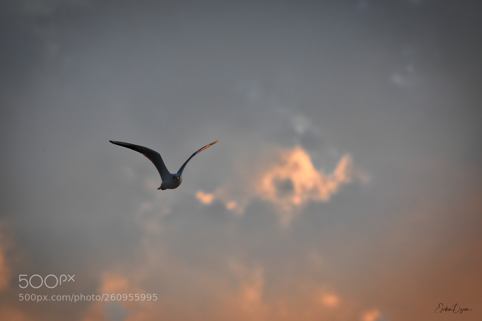 Canon EOS 5D Mark IV sample photo. Freedom photography