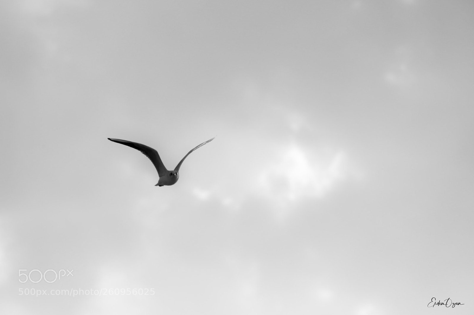 Canon EOS 5D Mark IV sample photo. Freedom photography
