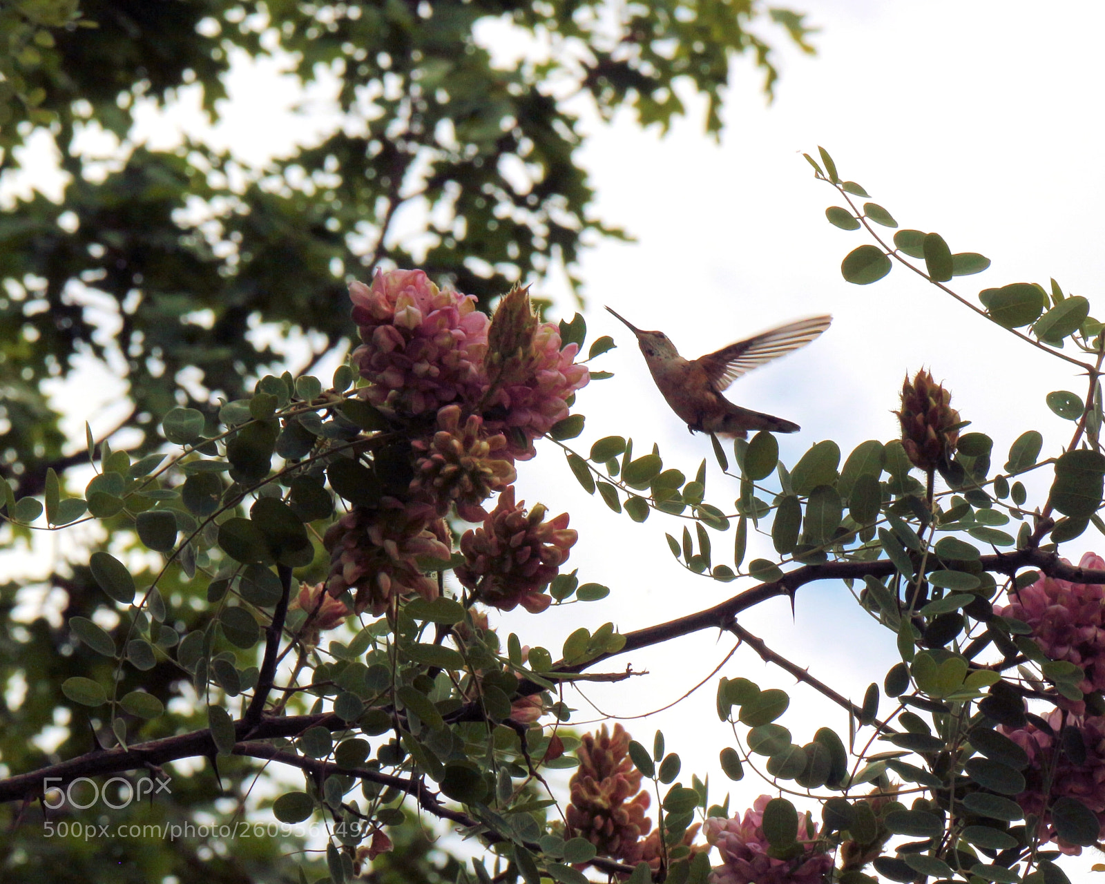 Canon EOS 700D (EOS Rebel T5i / EOS Kiss X7i) sample photo. Humming bird and new photography