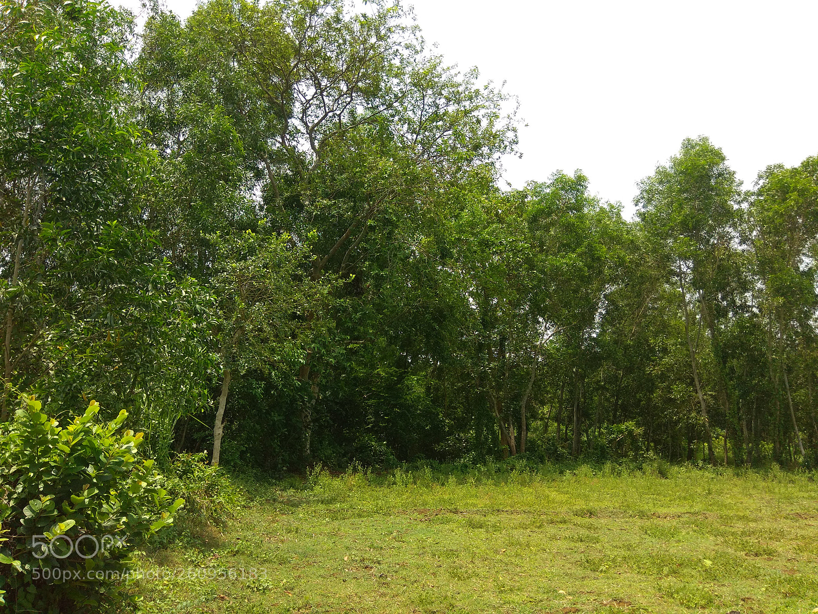 Xiaomi Redmi Note 4 sample photo. Untitled photography