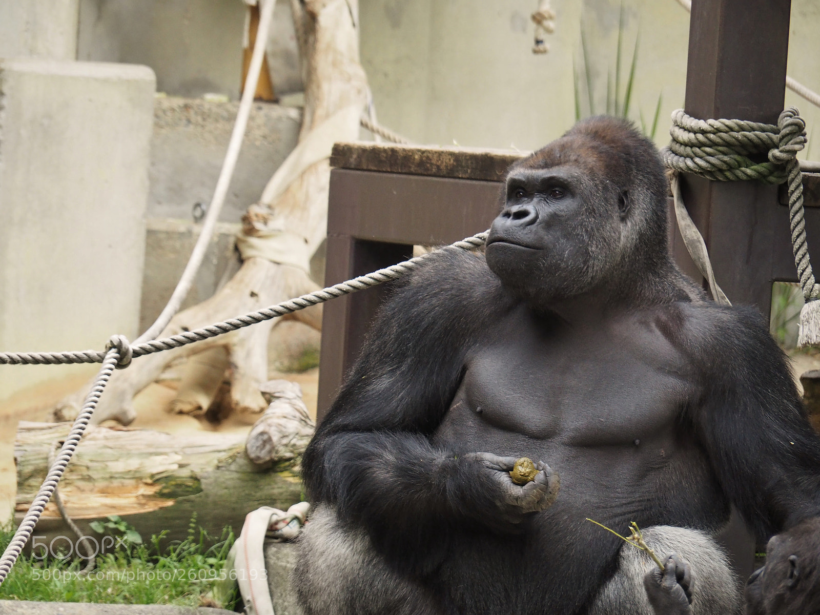 Olympus OM-D E-M5 II sample photo. Mother gorilla photography