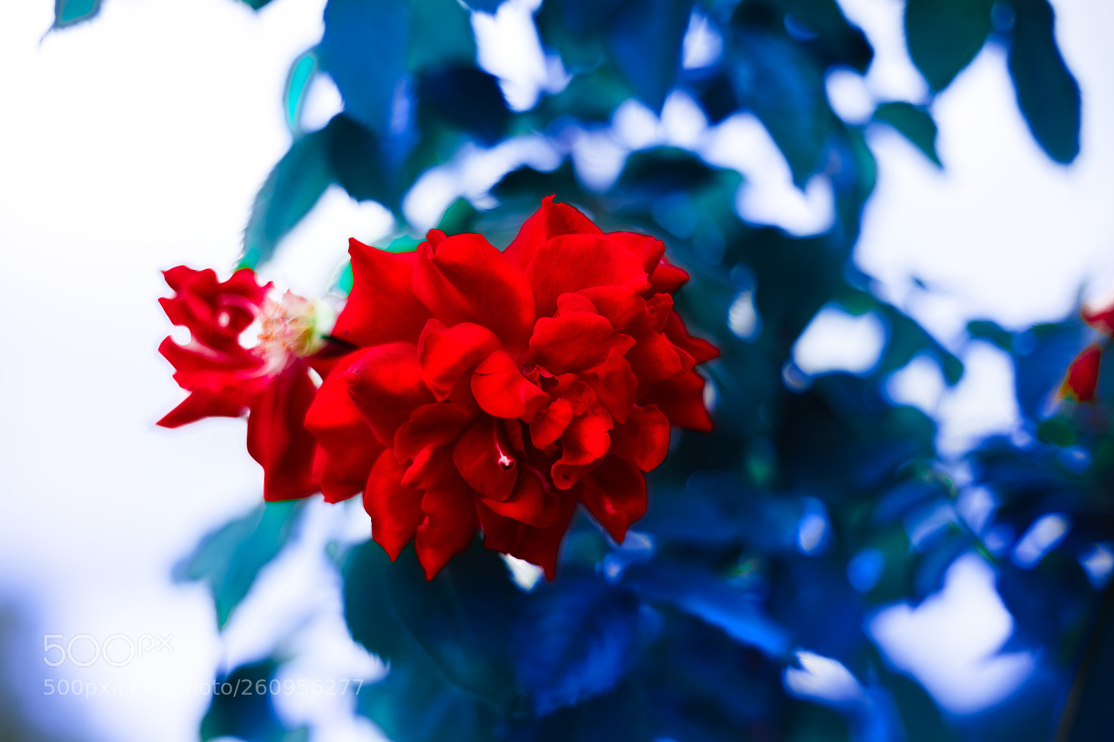 Canon EOS 6D sample photo. цветочек аленький photography