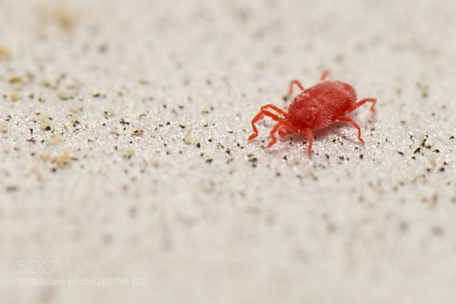 Canon EOS 6D sample photo. Rote samtmilbe photography