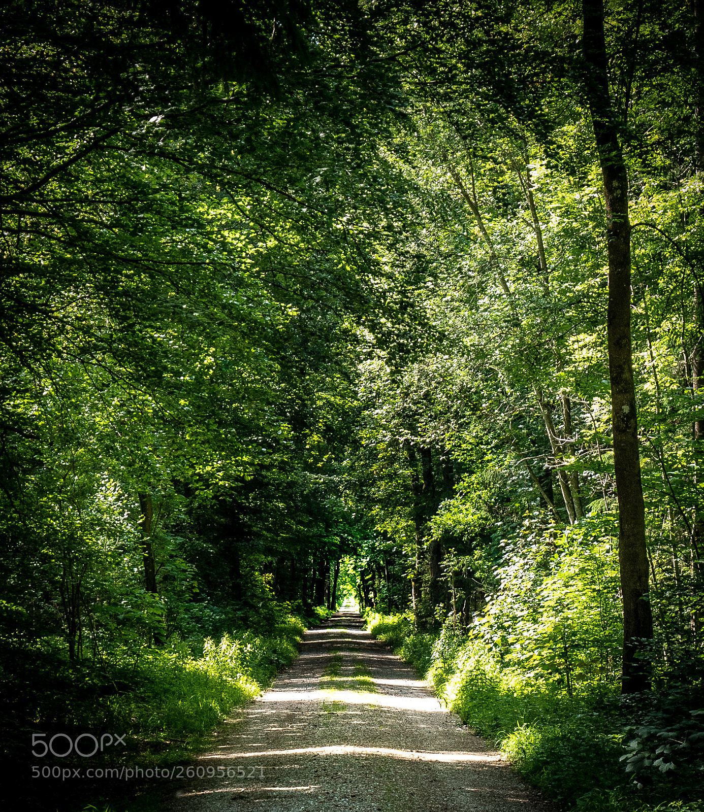 Panasonic Lumix DMC-GX85 (Lumix DMC-GX80 / Lumix DMC-GX7 Mark II) sample photo. Path through the forest photography