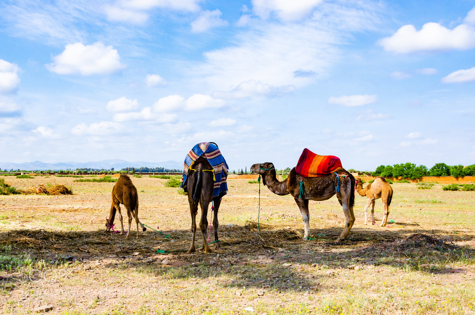 Nikon D7000 sample photo. Camels  photography
