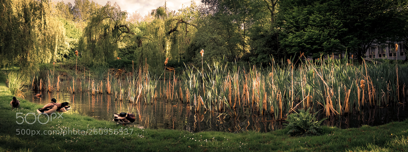 Canon EOS 60D sample photo. Gibbet hill lake i photography