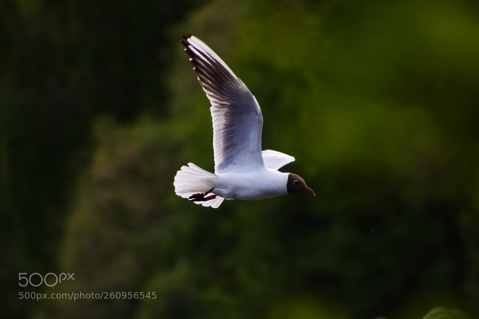 Canon EOS 77D (EOS 9000D / EOS 770D) sample photo. Soaring, black faced gull photography