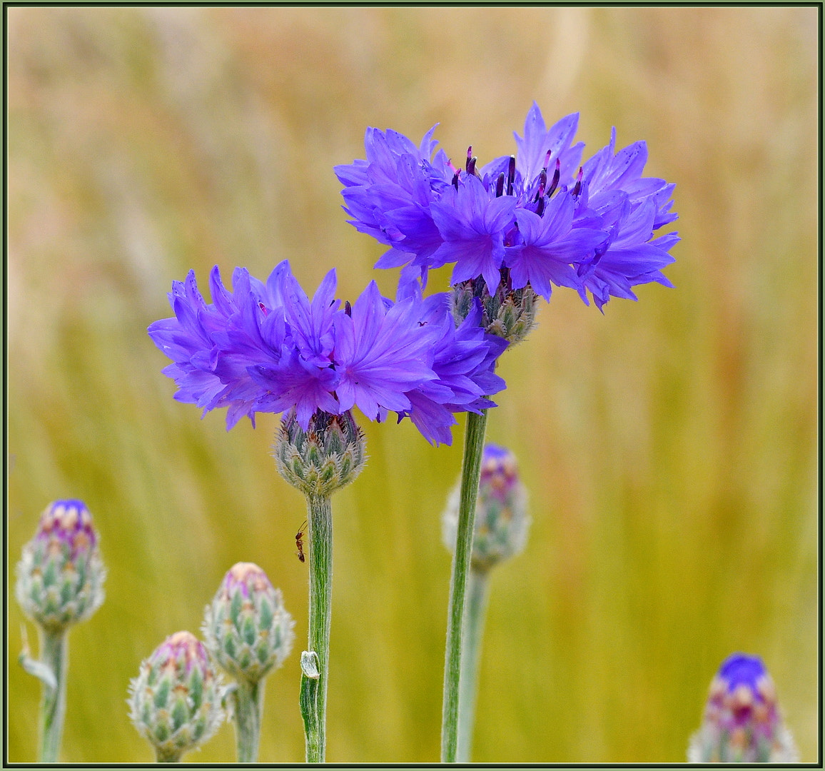 Nikon D850 + Sigma 105mm F2.8 EX DG OS HSM sample photo. Yes, got blue photography