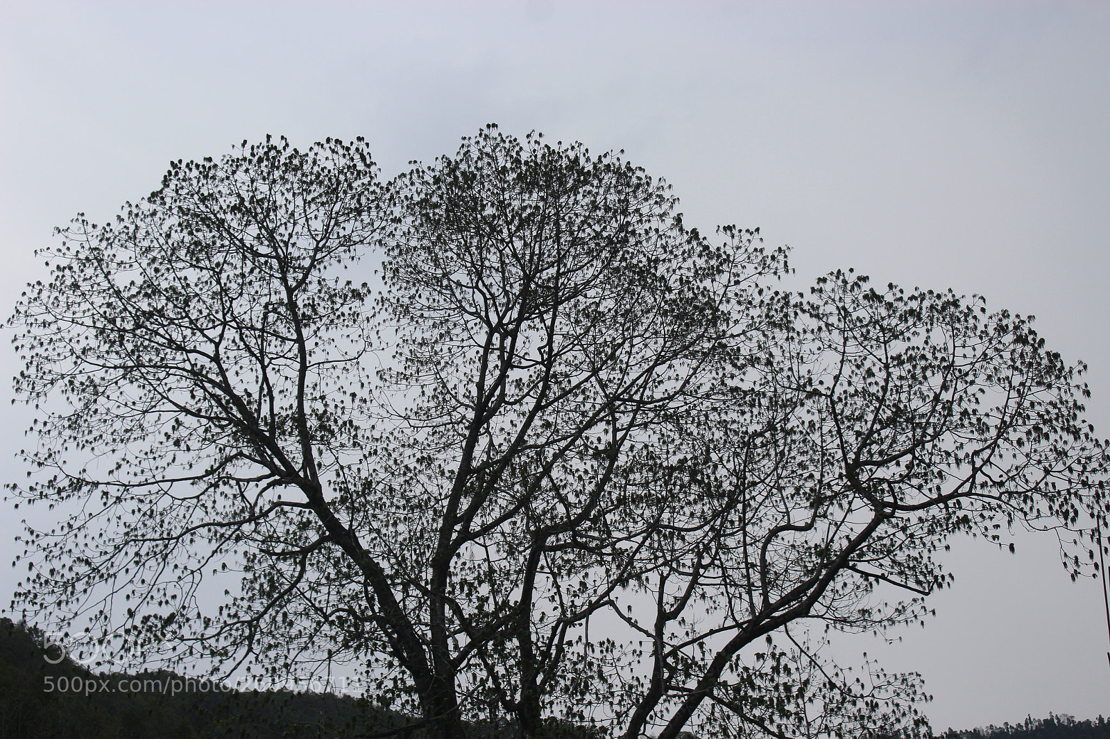 Canon EOS 1200D (EOS Rebel T5 / EOS Kiss X70 / EOS Hi) sample photo. Save trees photography